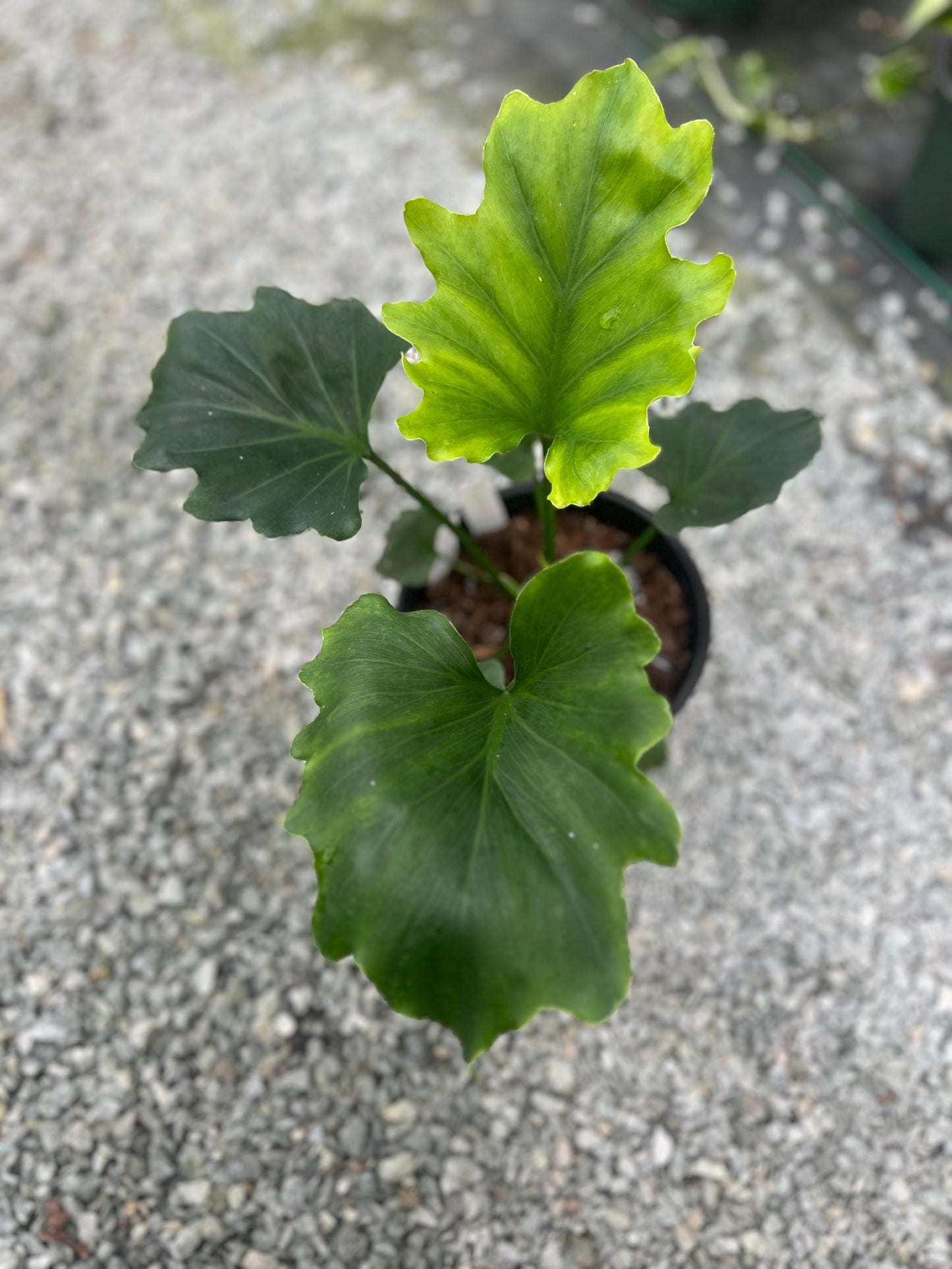 6" Philodendron Hope