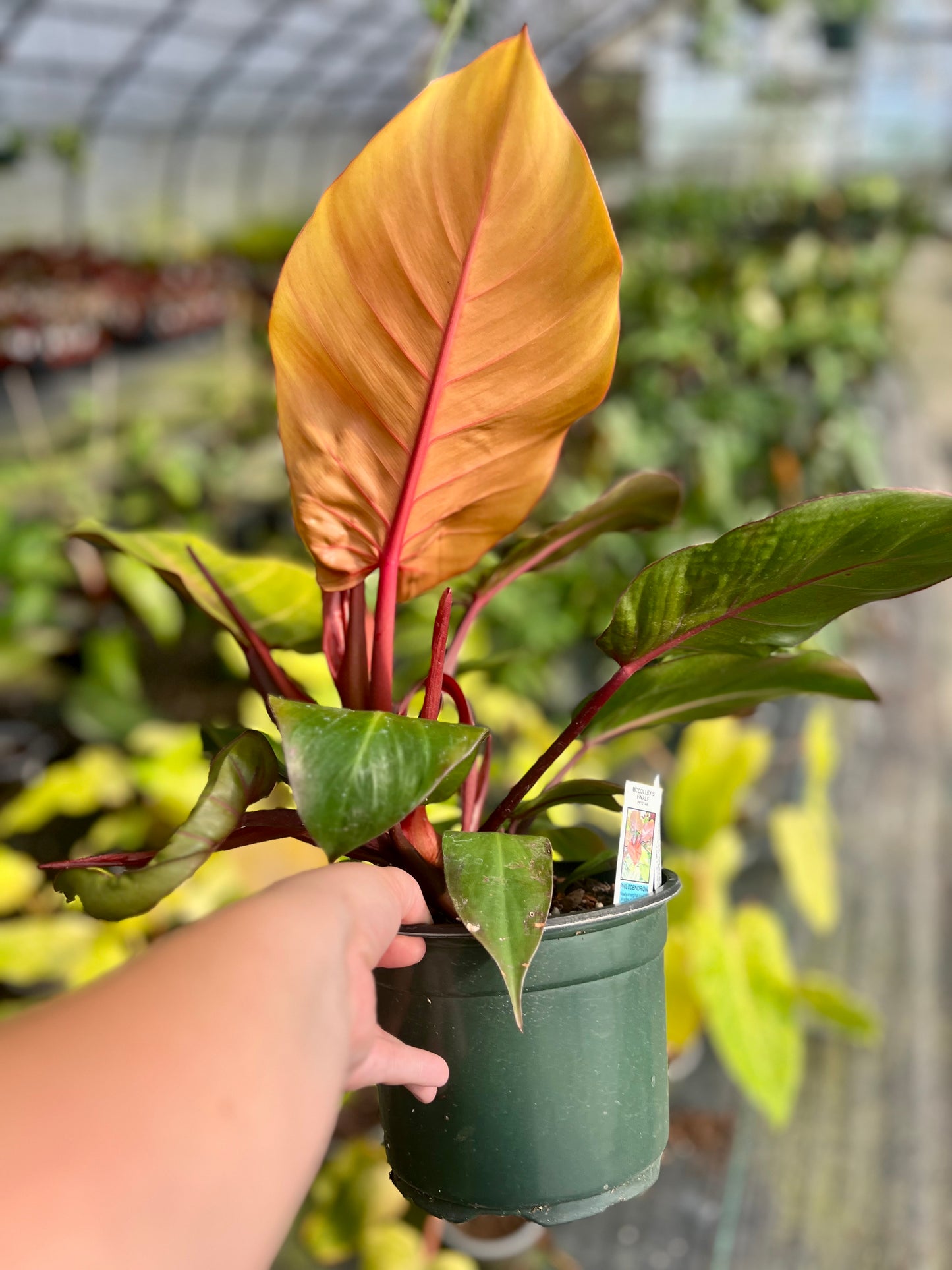 6" Philodendron McColley's