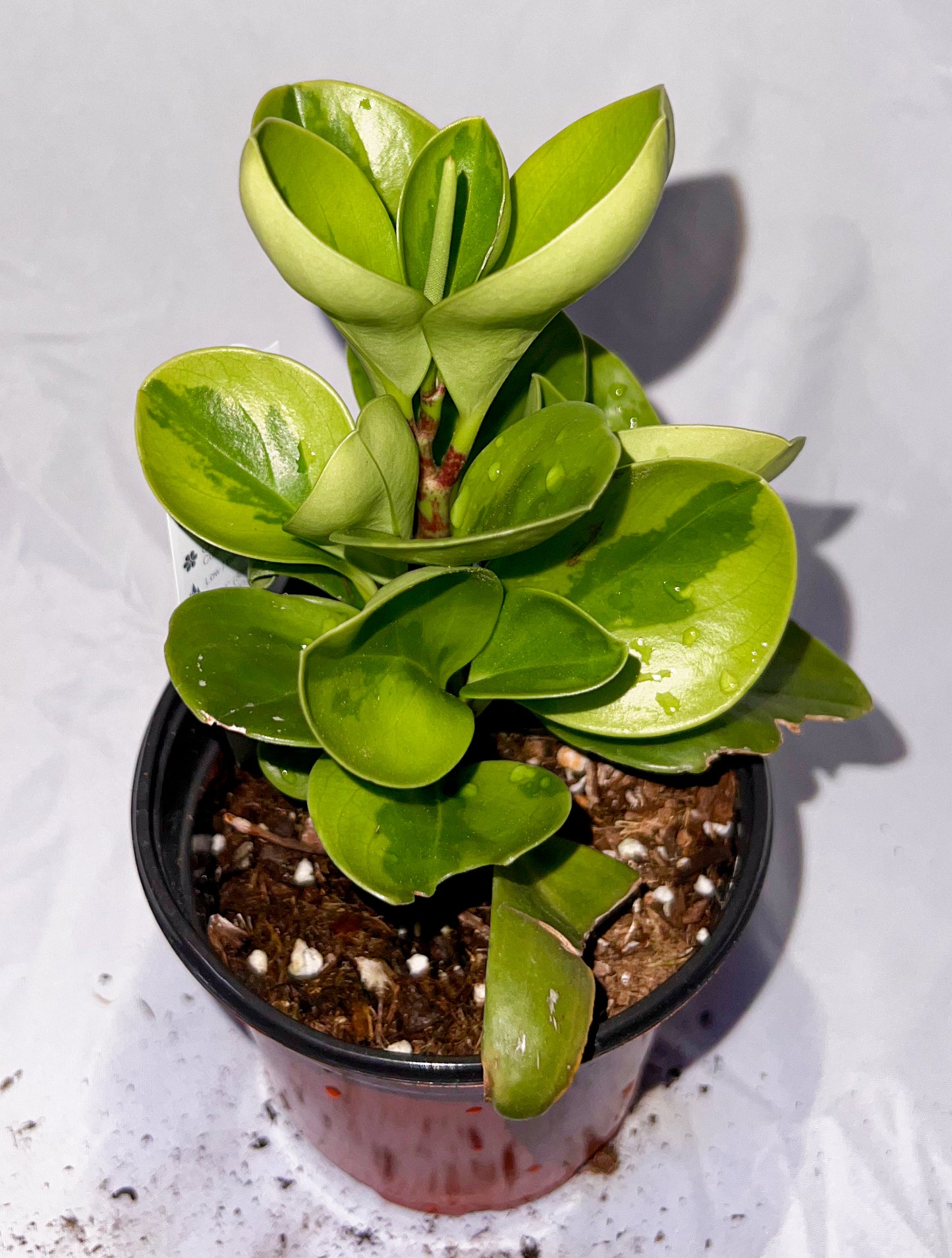 4" Peperomia Lemon Lime