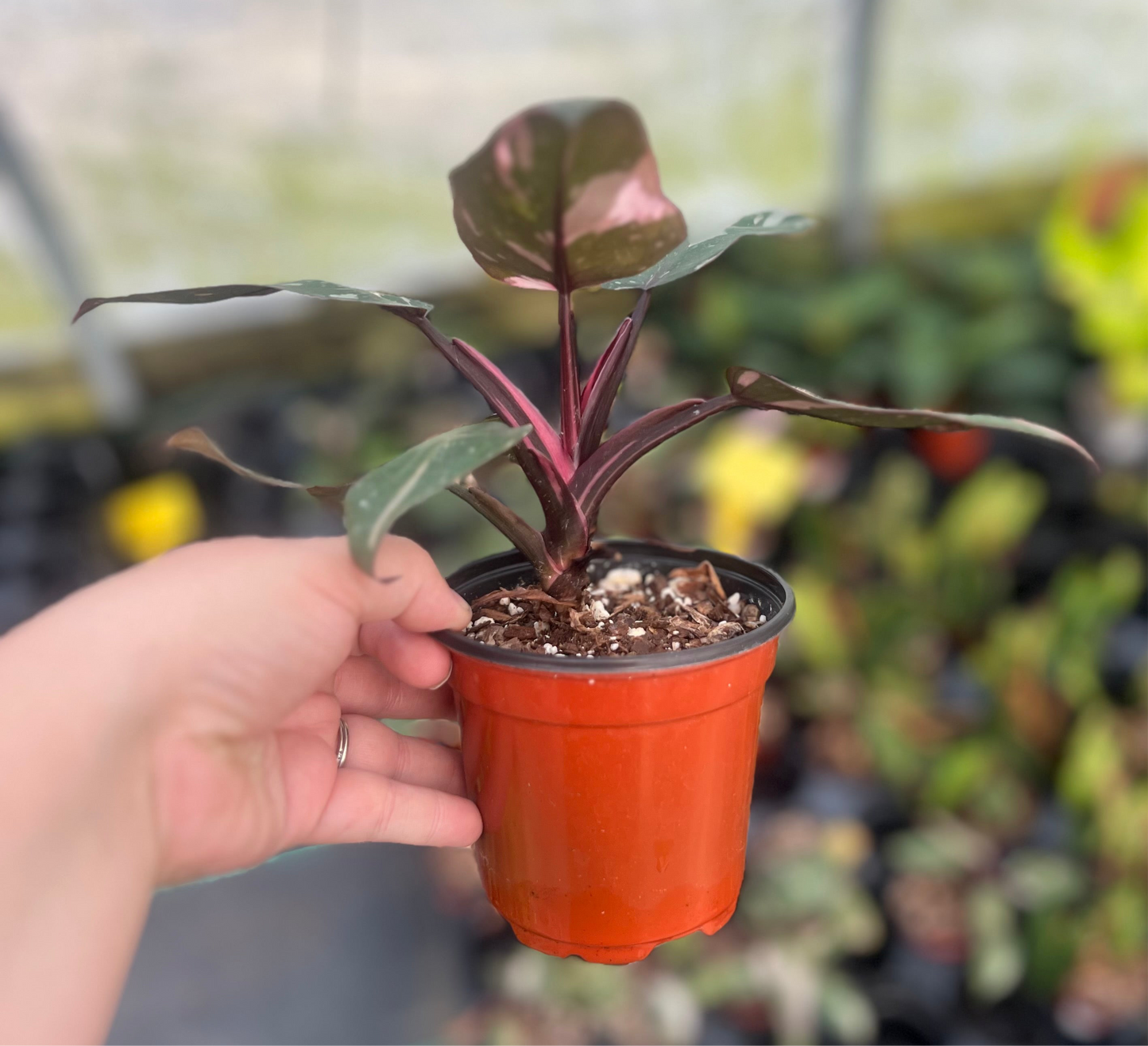 4" Philodendron Pink Princess Marble King