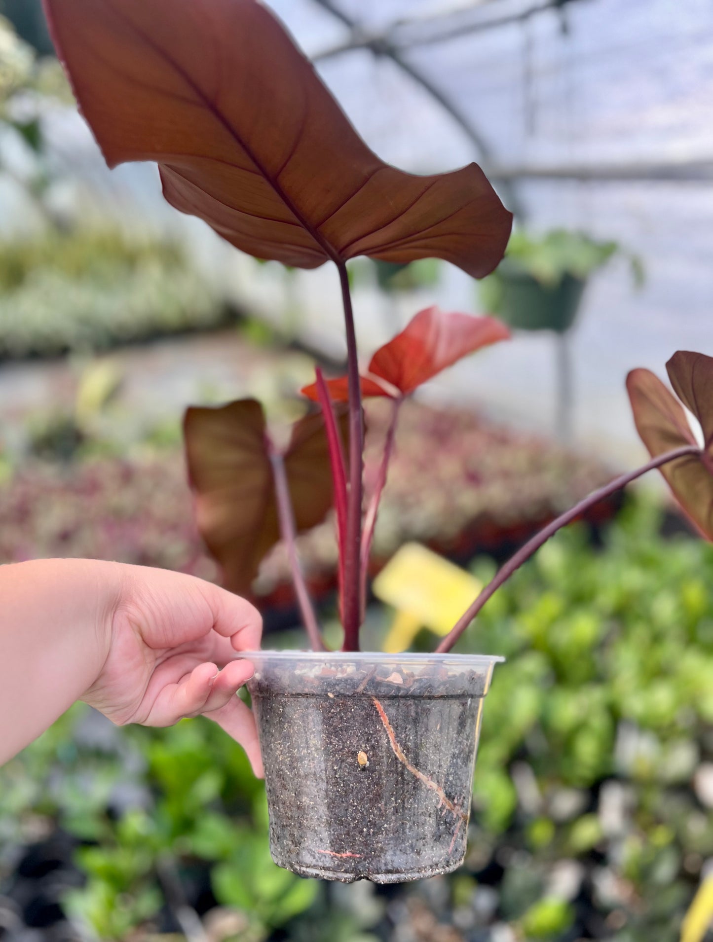 6" Philodendron Dark Lord