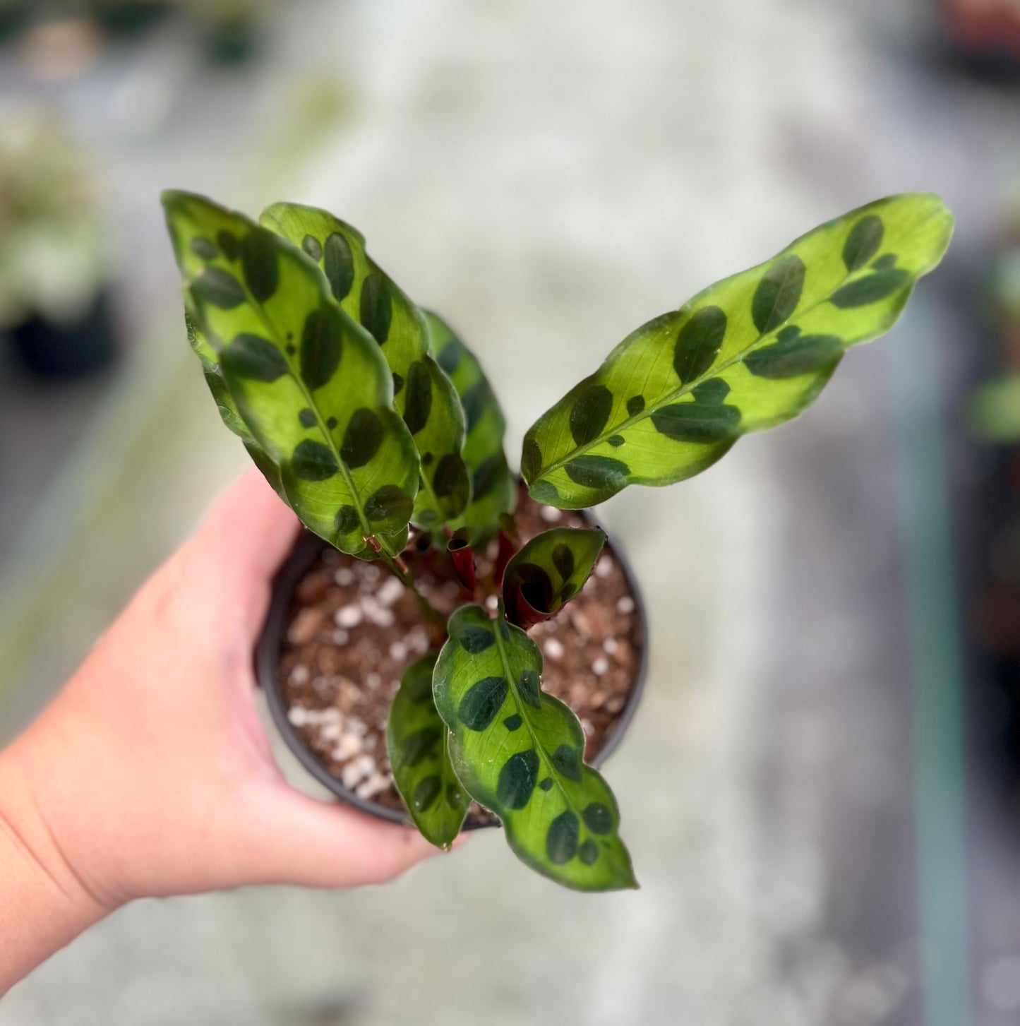 4" Calathea Rattlesnake