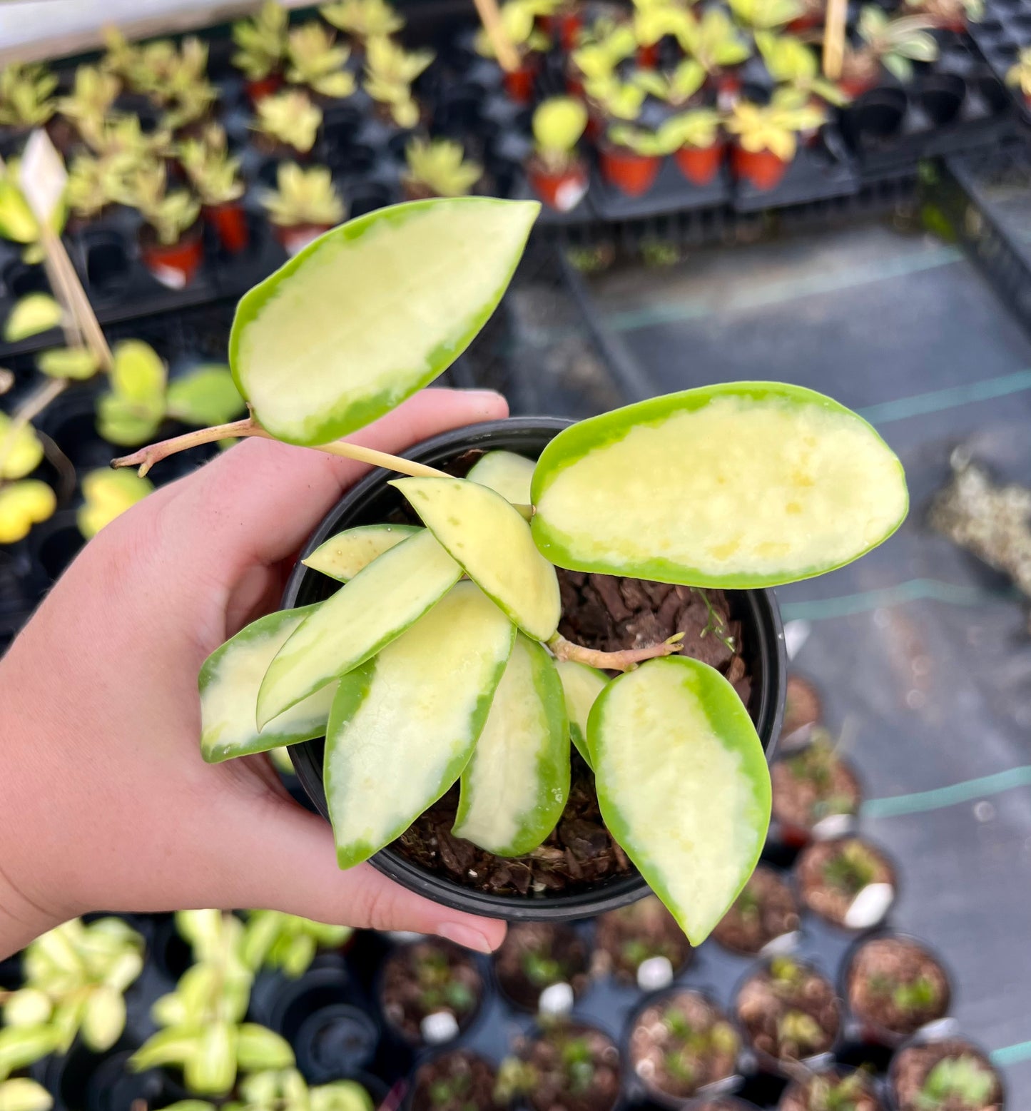 4" Hoya Acute Variegated