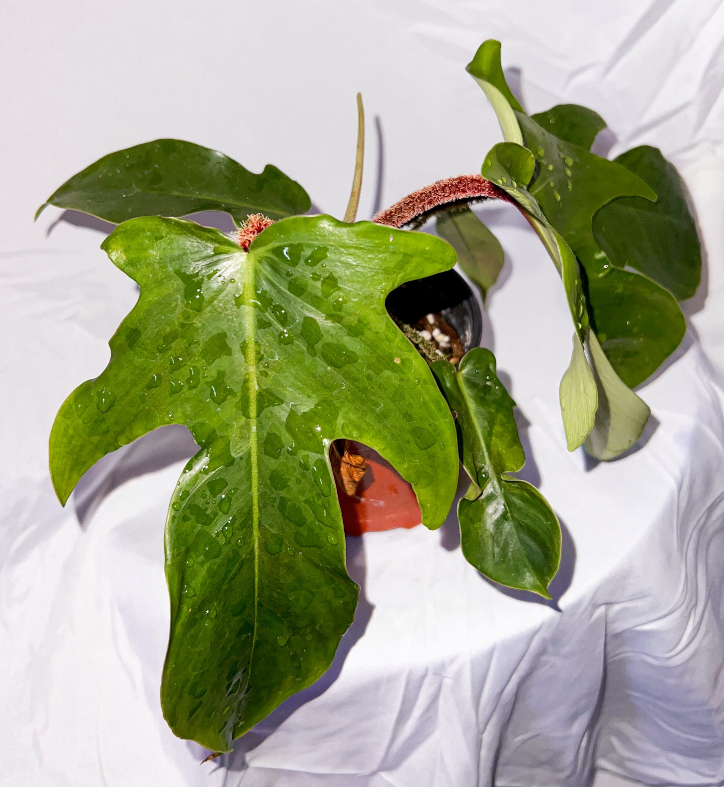 4" Philodendron Squamiferum