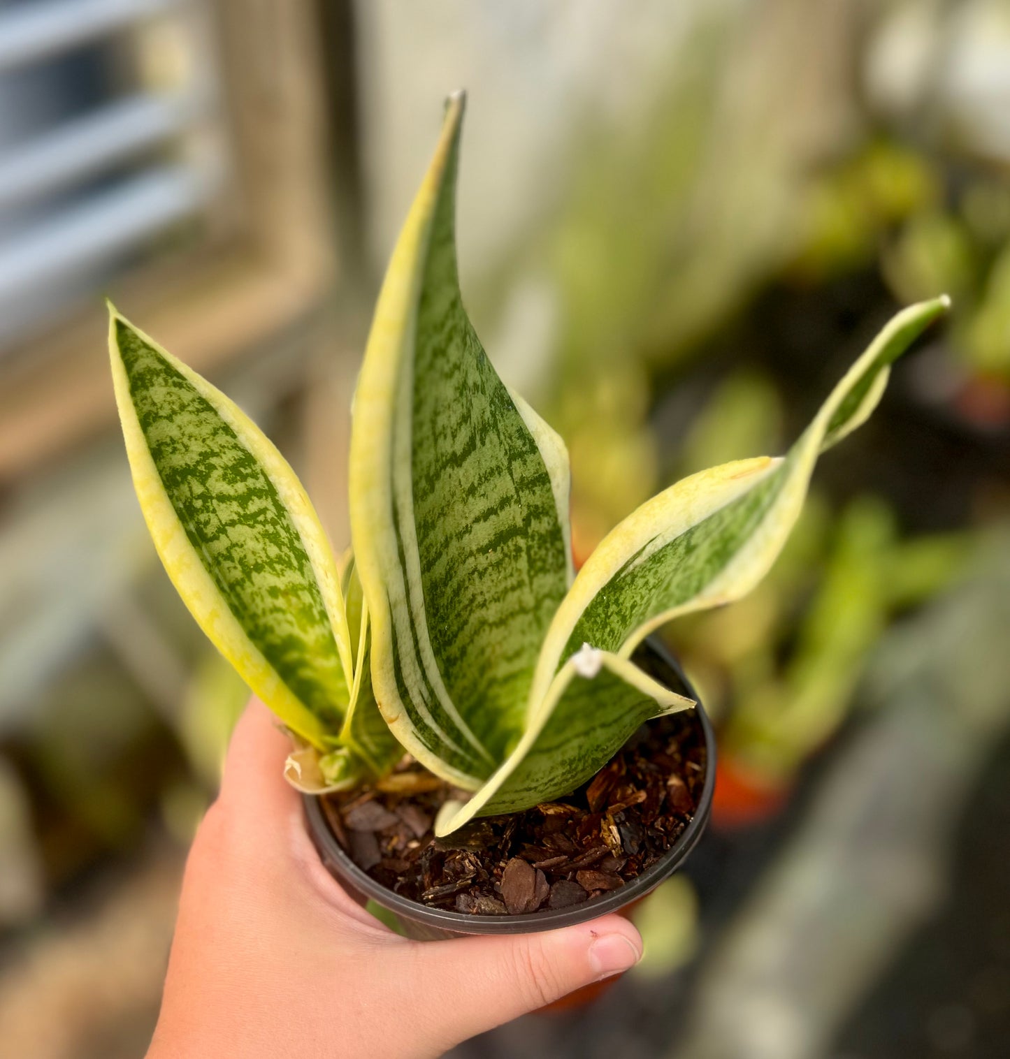 4" Sansevieria black coral