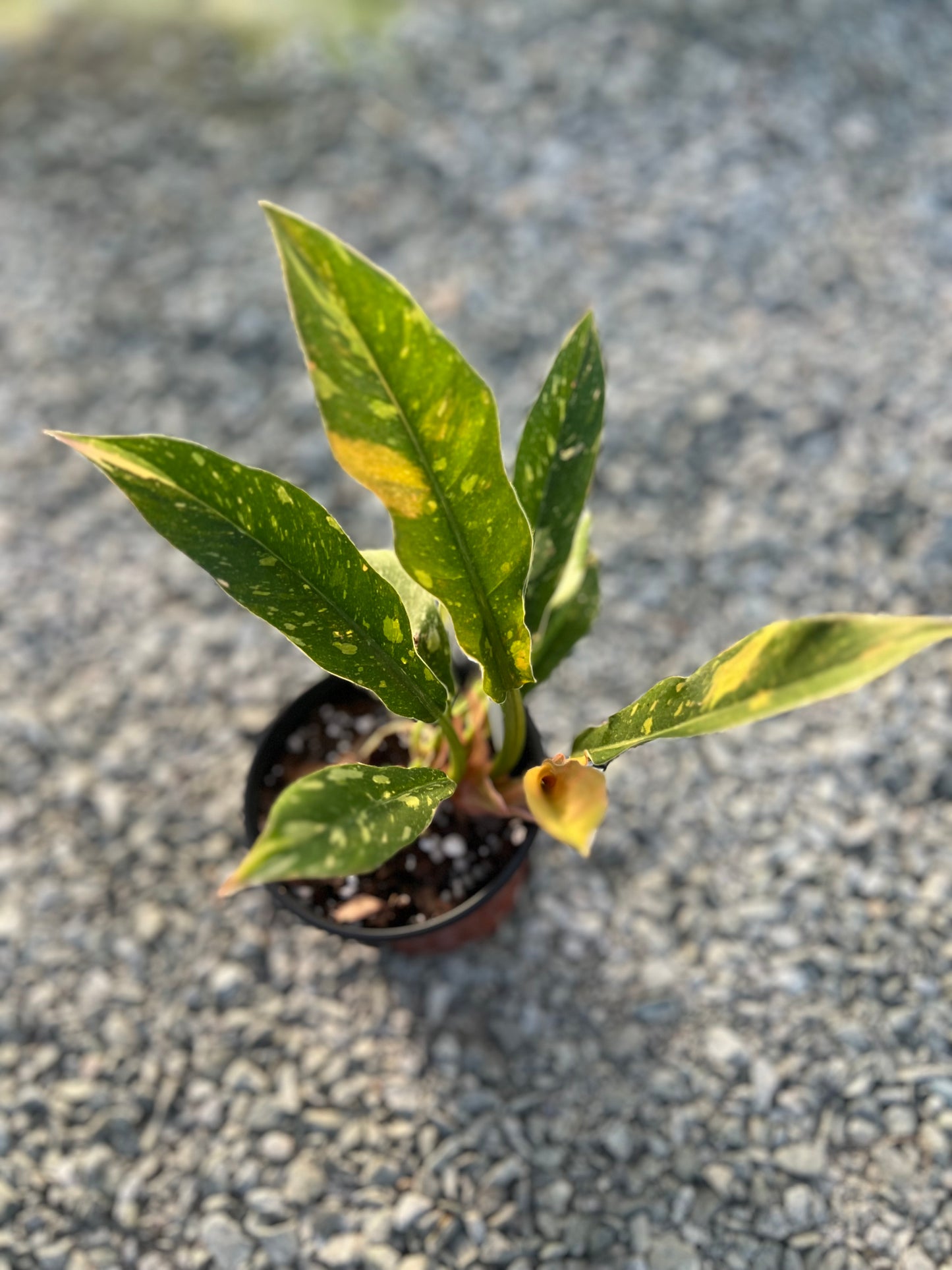 4" Philodendron Ring of Fire