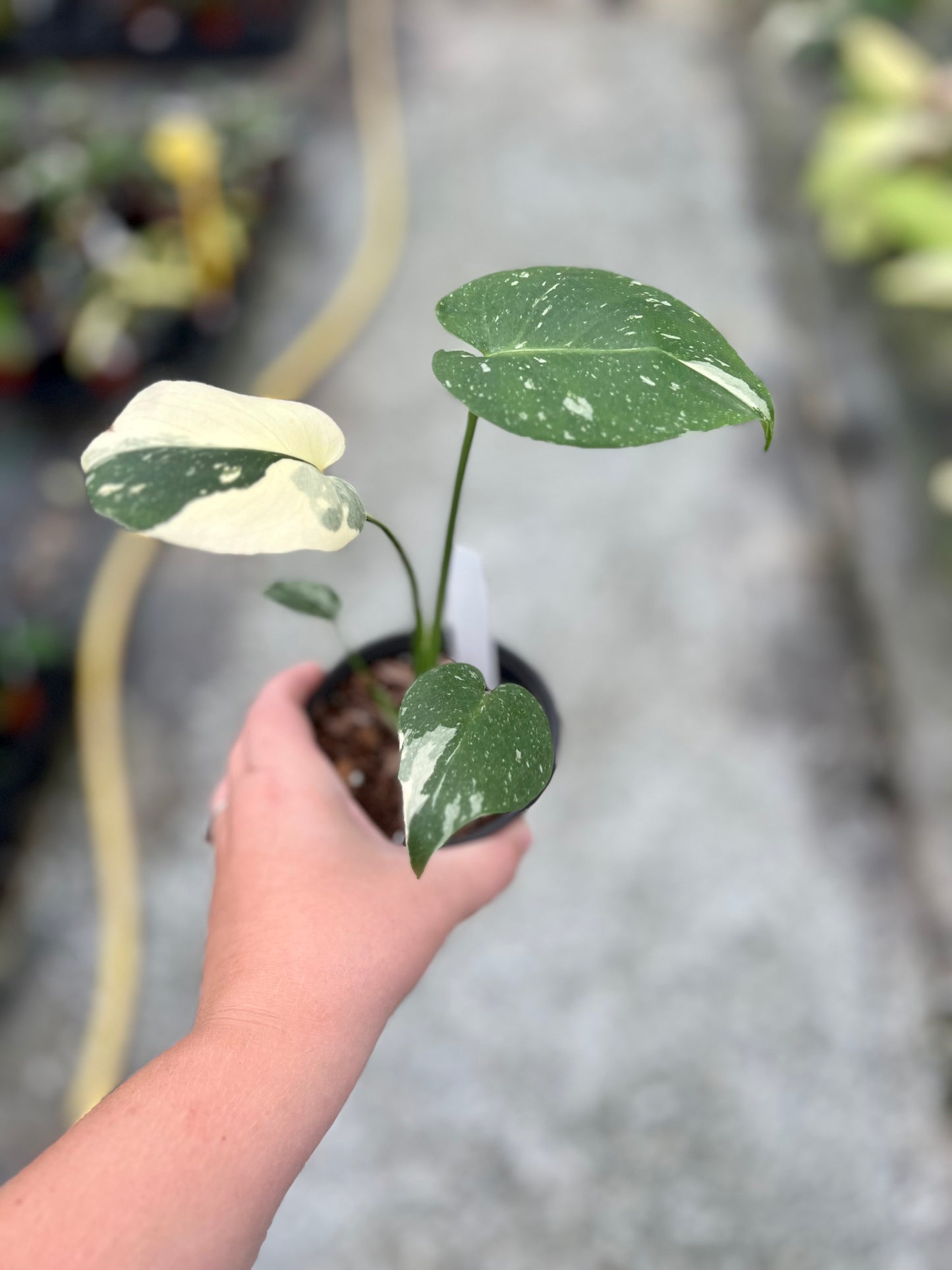 4" Monstera Thai Constellation
