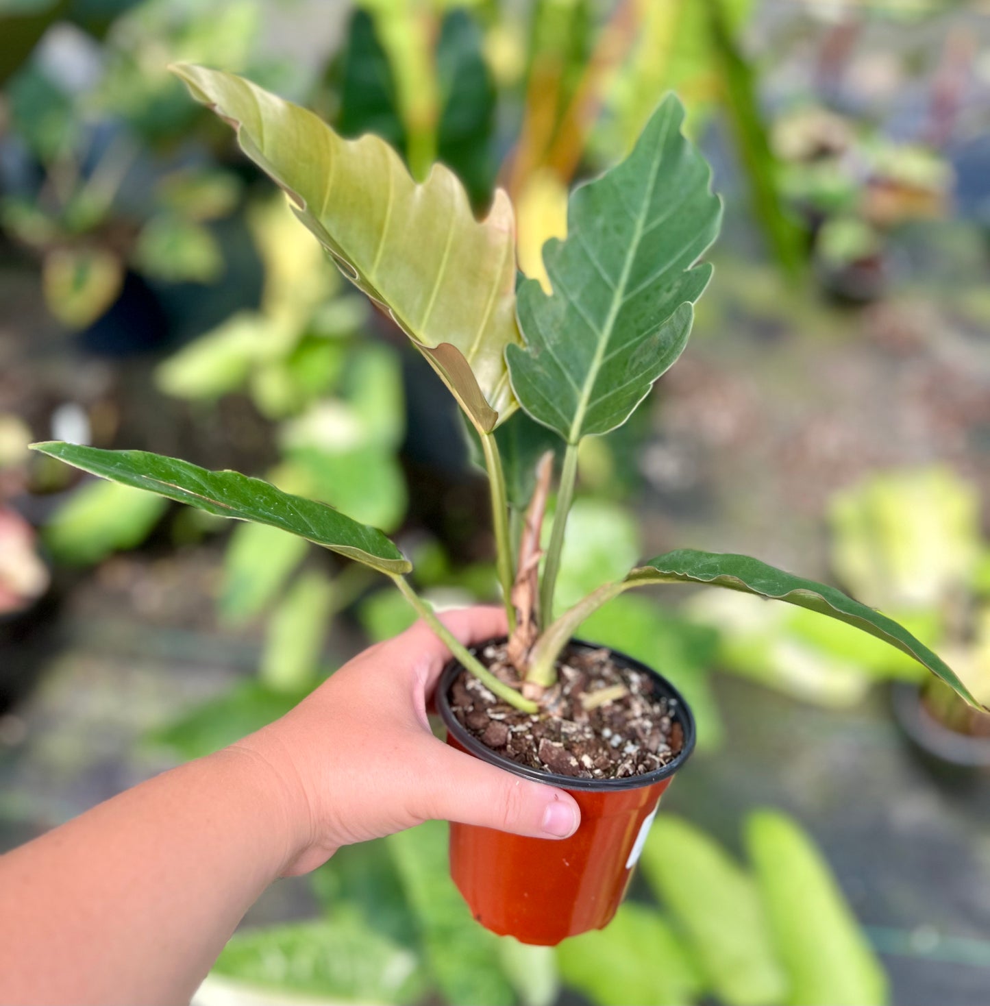 4" Philodendron Carmel Pluto