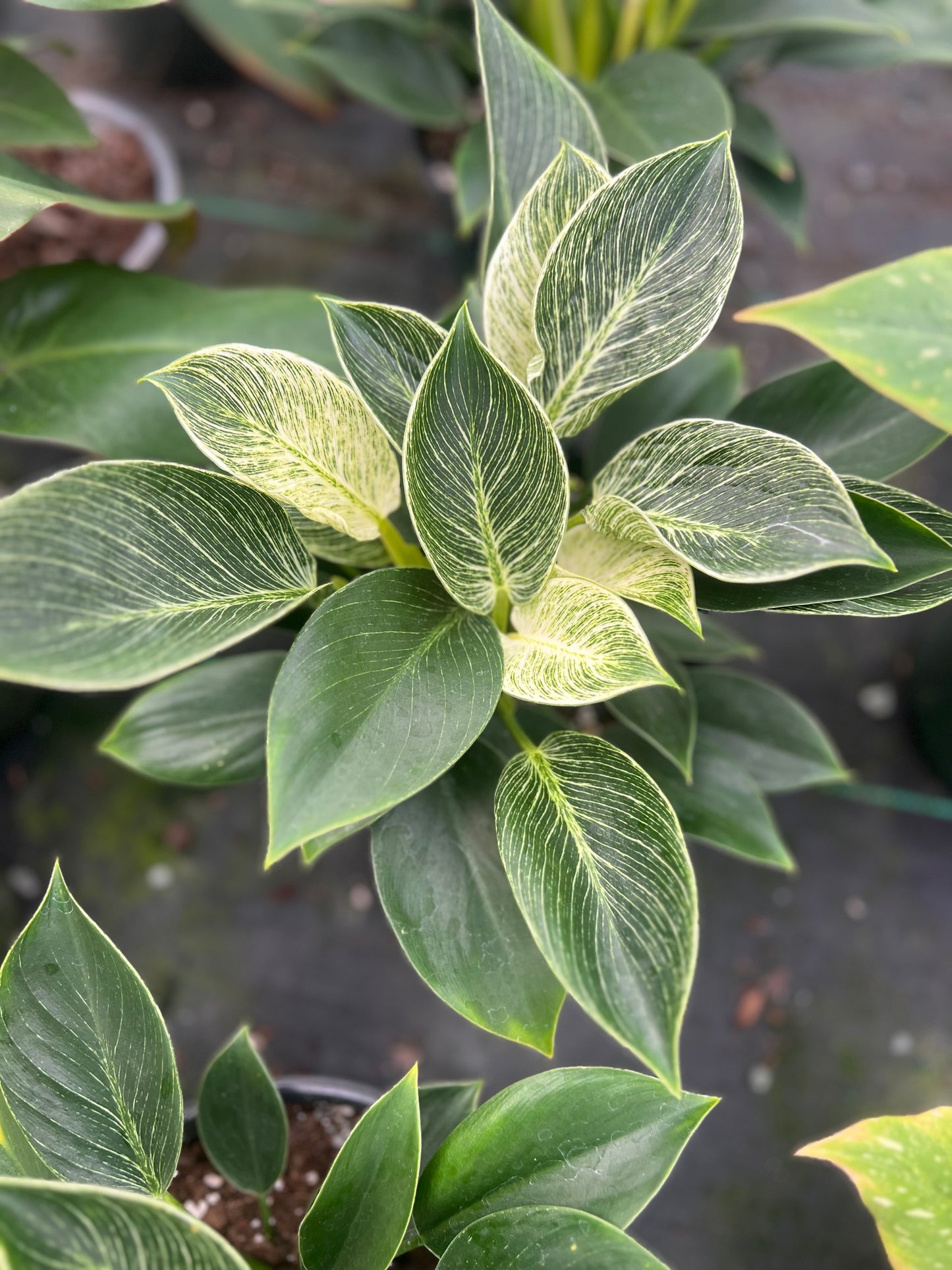 6" Philodendron Birkin