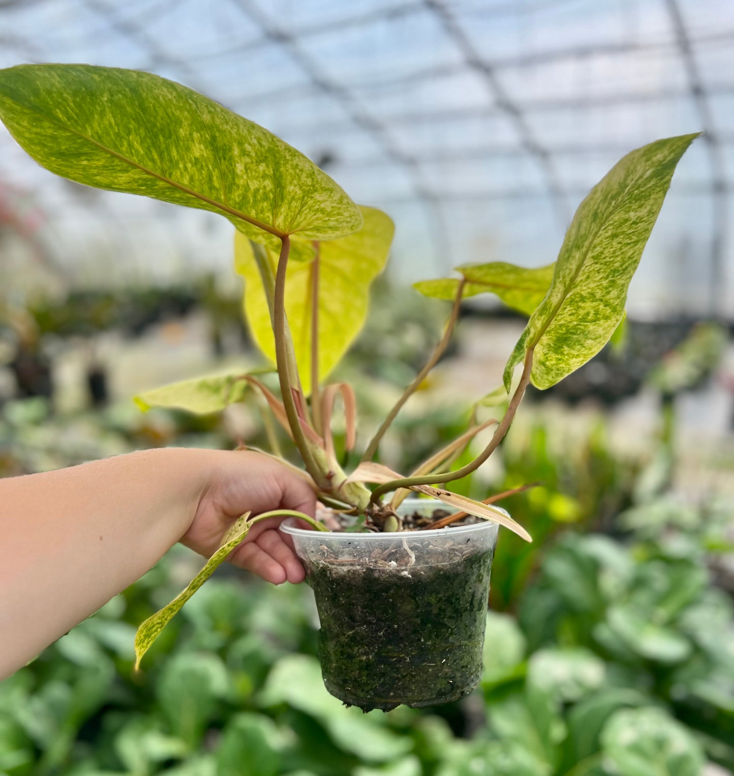 6" Philodendron Painted Lady