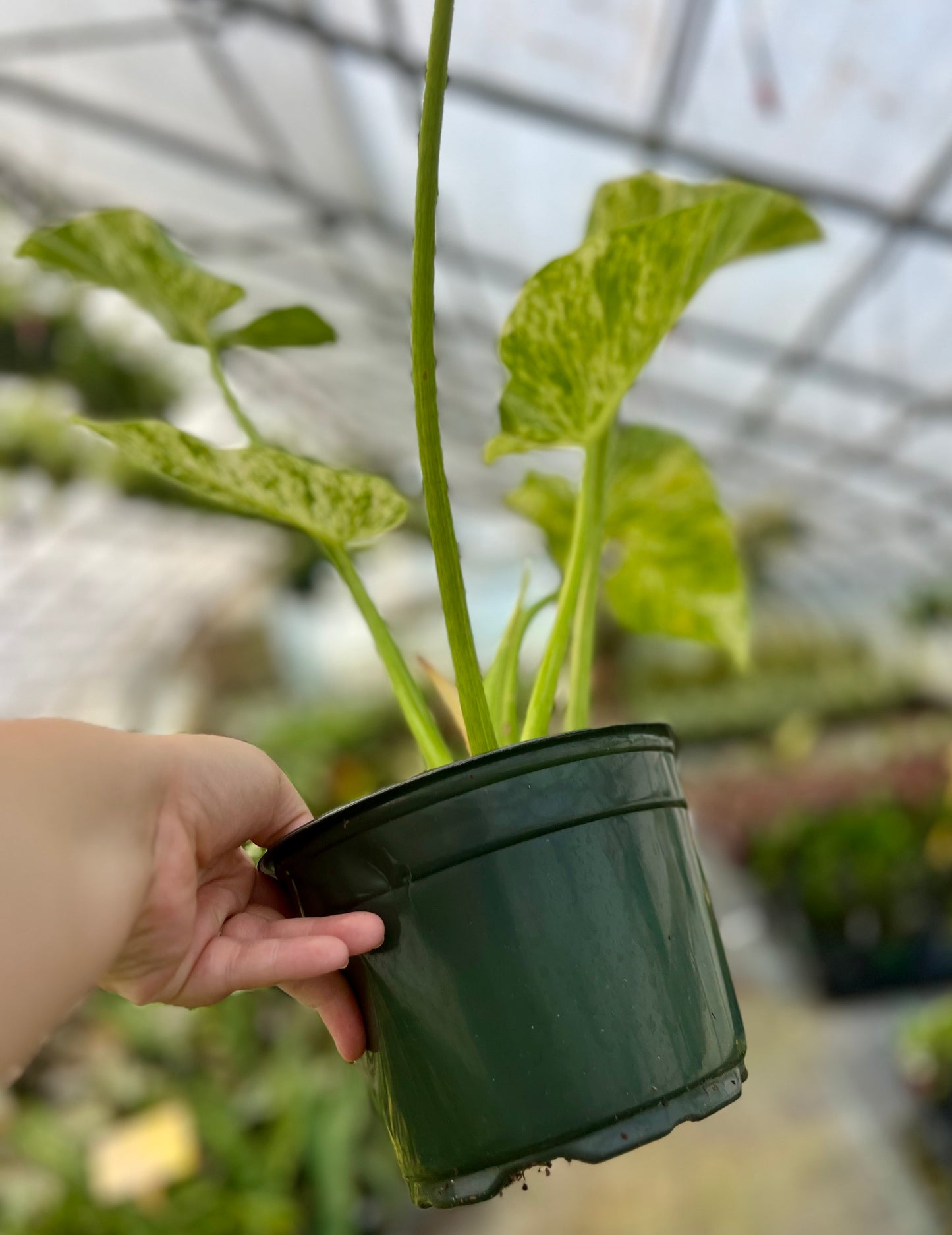 6" Philodendron Gigantium Marble Variegated