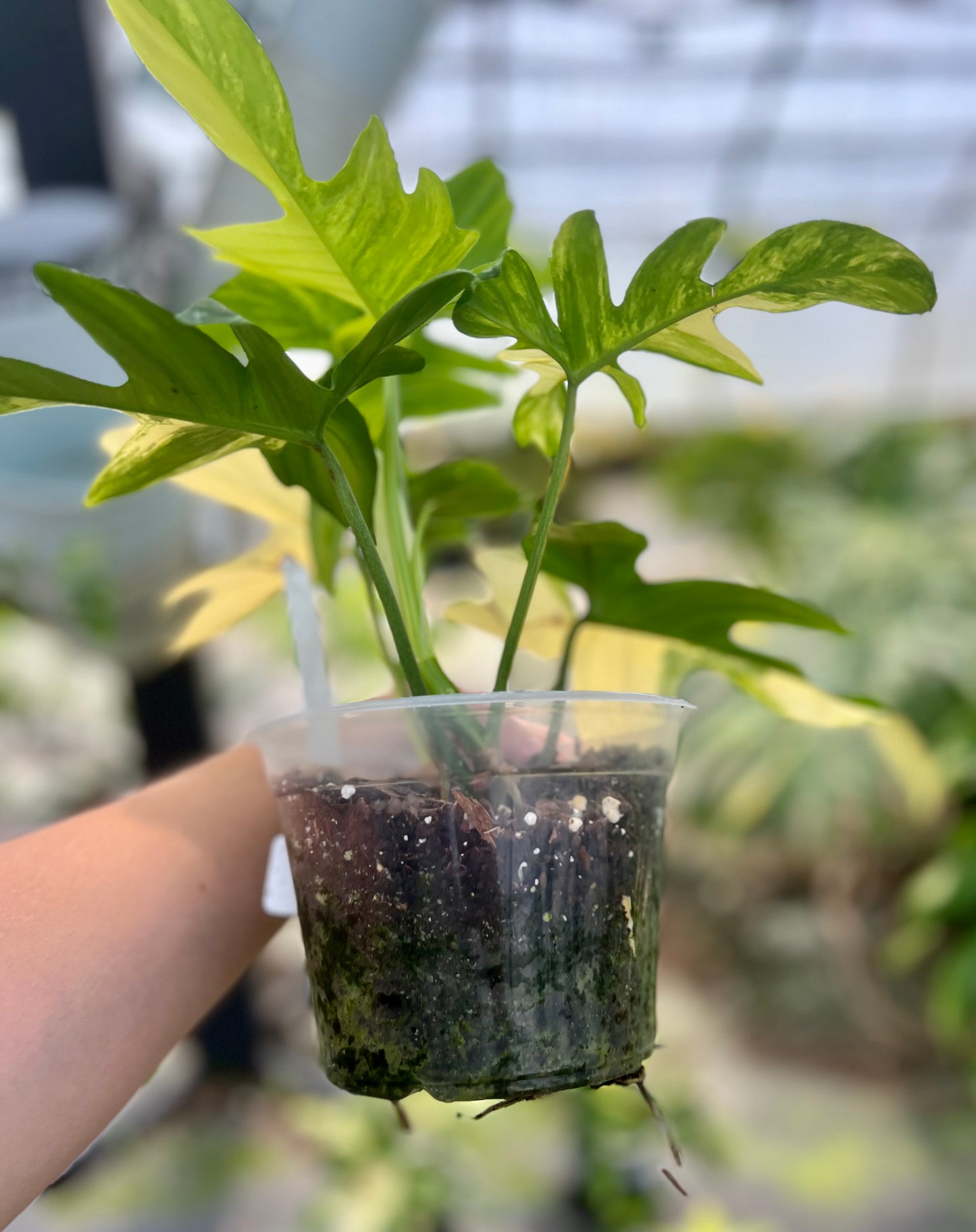 6" Philodendron Pedatum Variegated