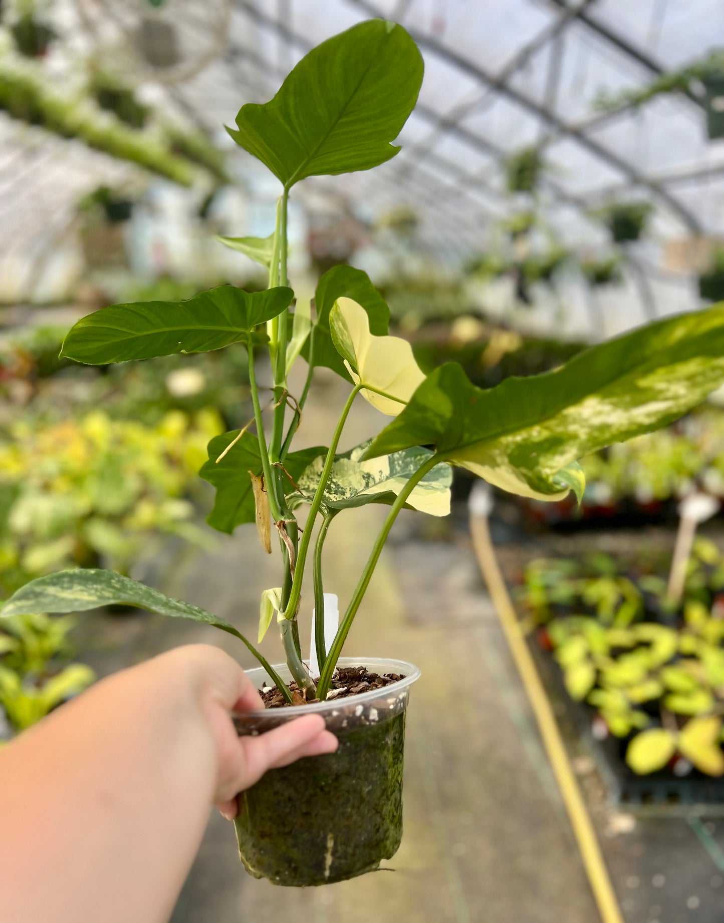 6" Philodendron Bipennifolium Violin Variegated