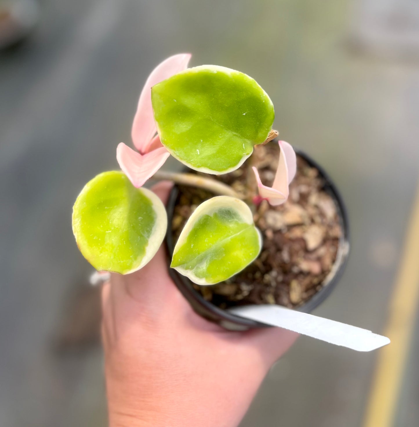 4" Hoya Krimson Queen