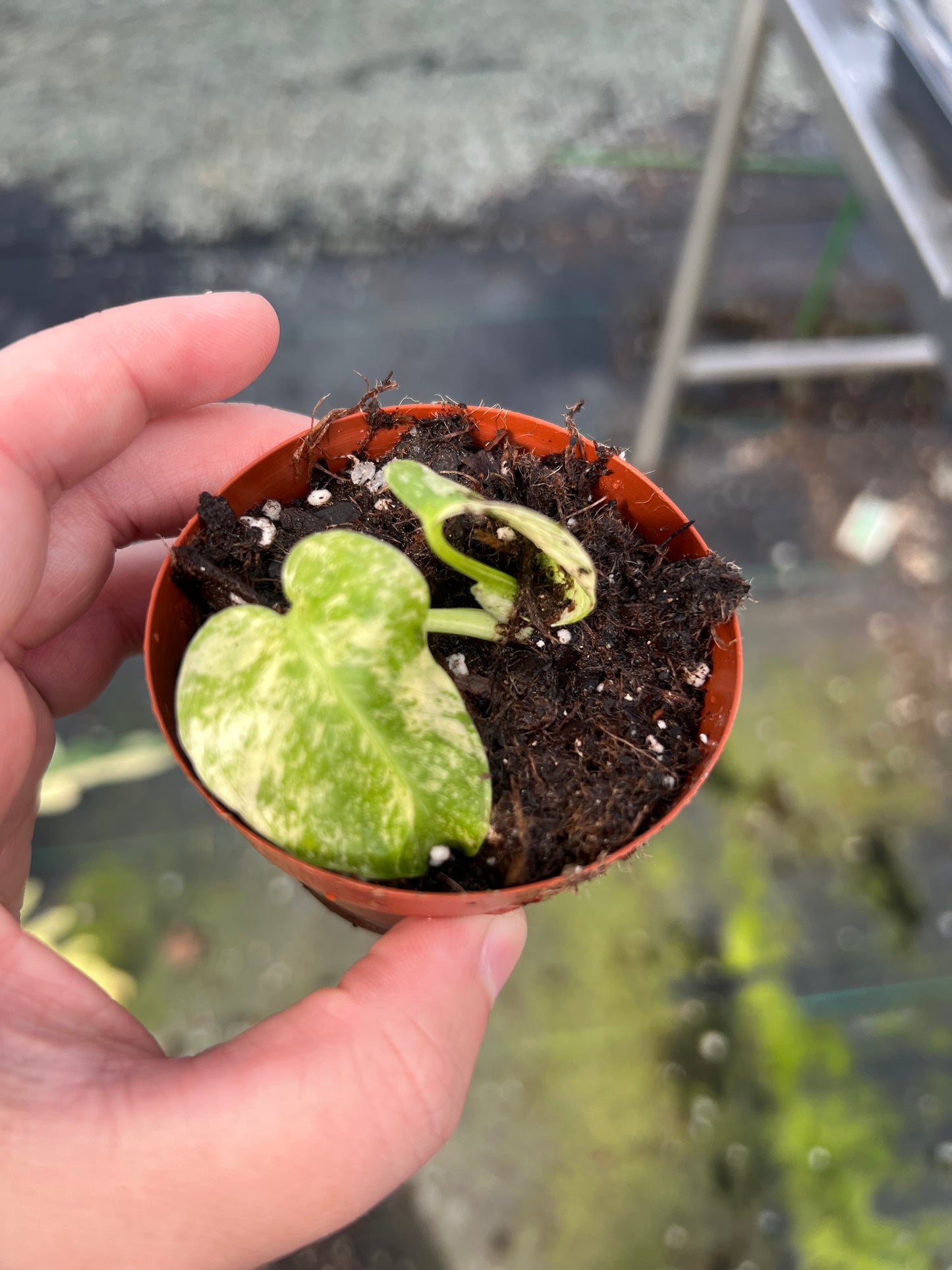 3" Monstera White Monster (IN STORE PICKUP ONLY)