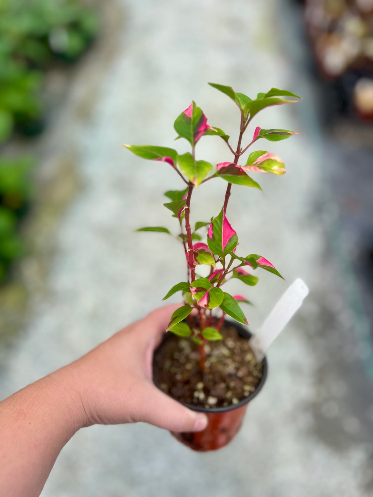 4" Alternanthera Party Time
