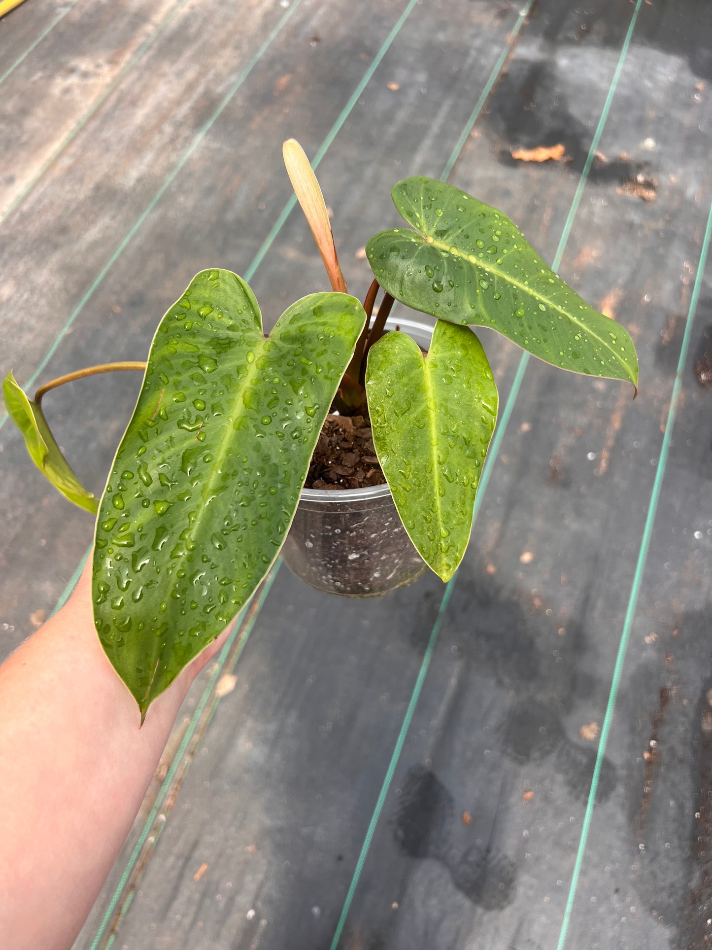 6" Philodendron Emerald Red
