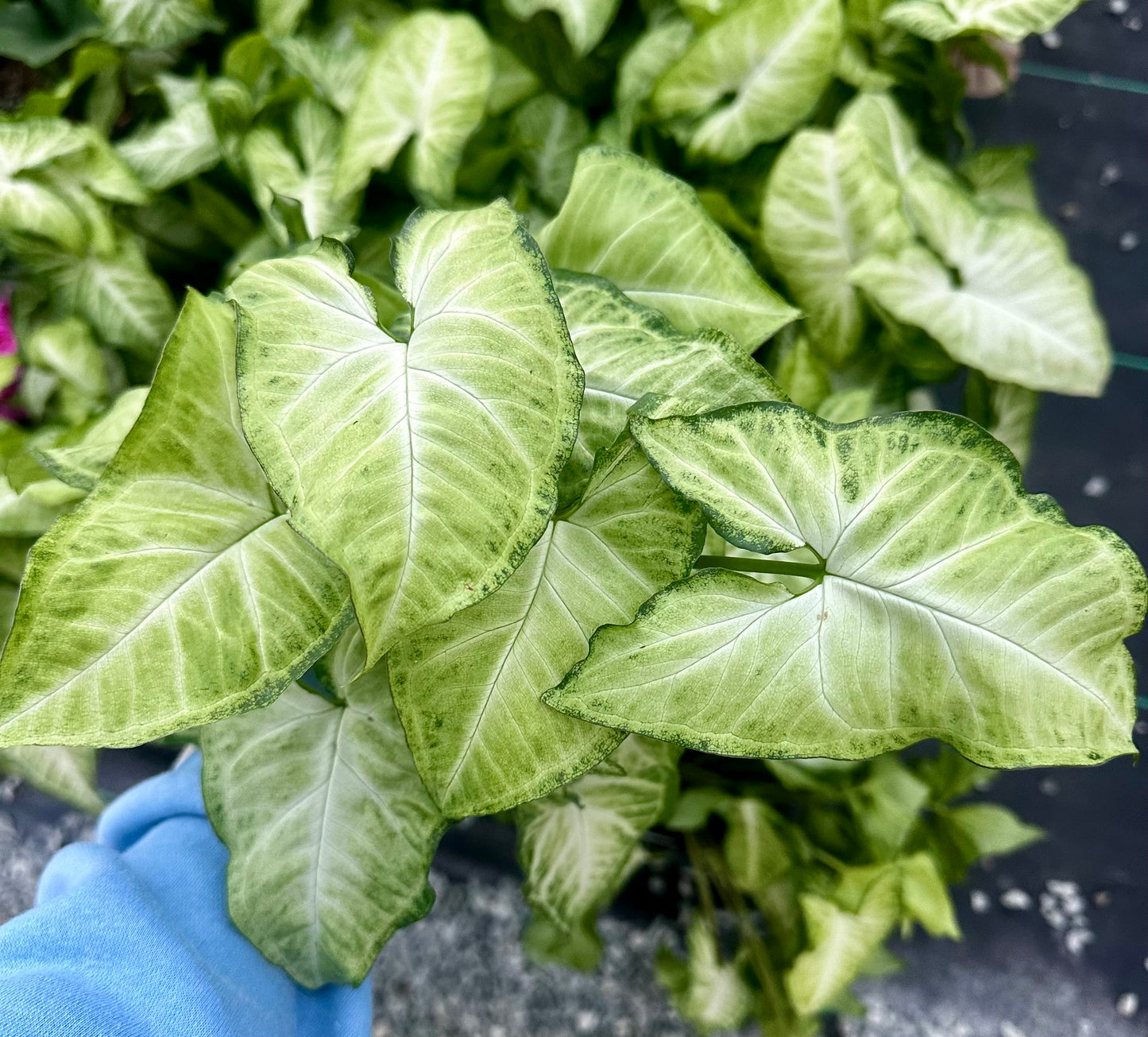 4" Nephithytis White Butterfly