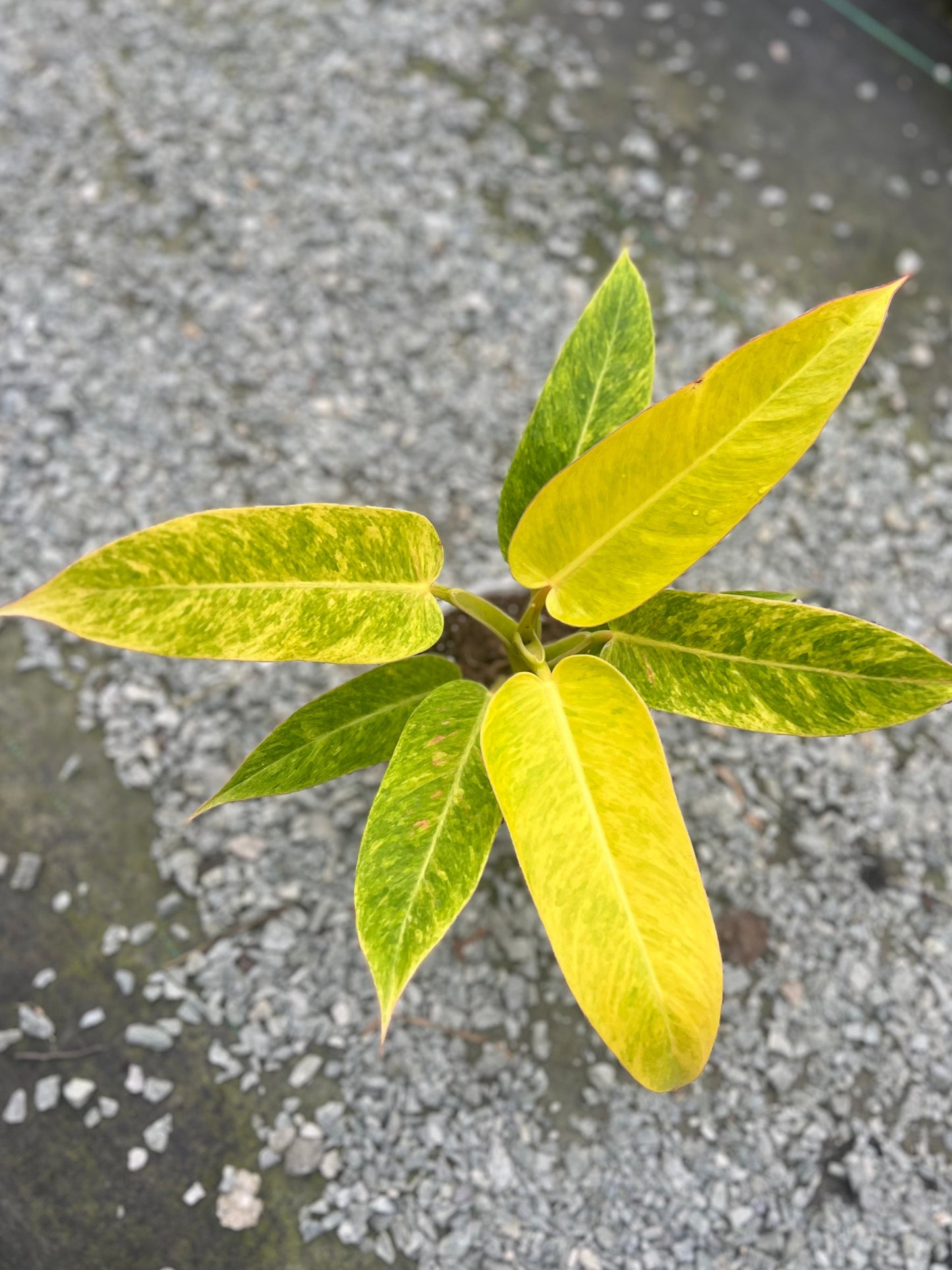 6" Philodendron Calkins Gold