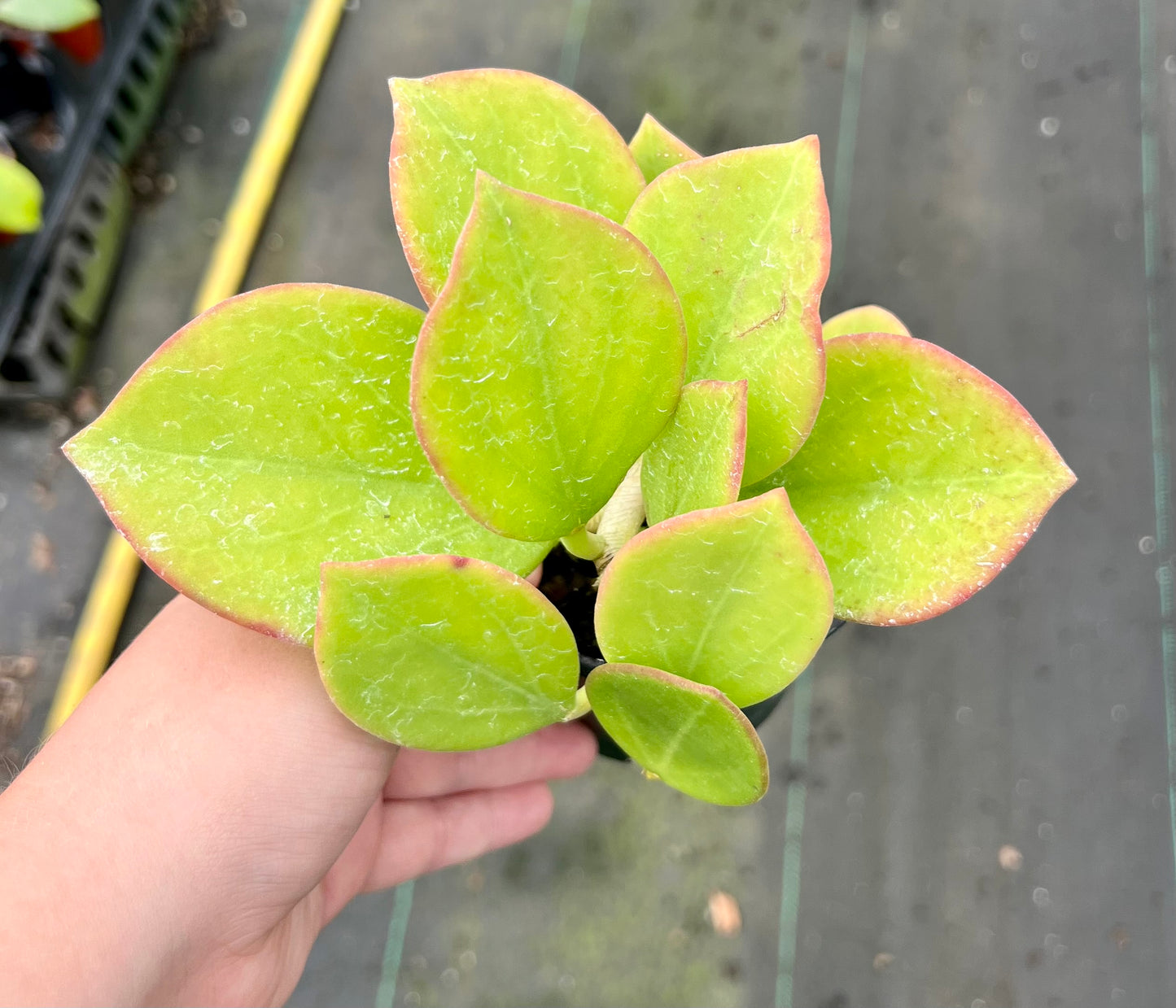 4" Hoya Pachyolada