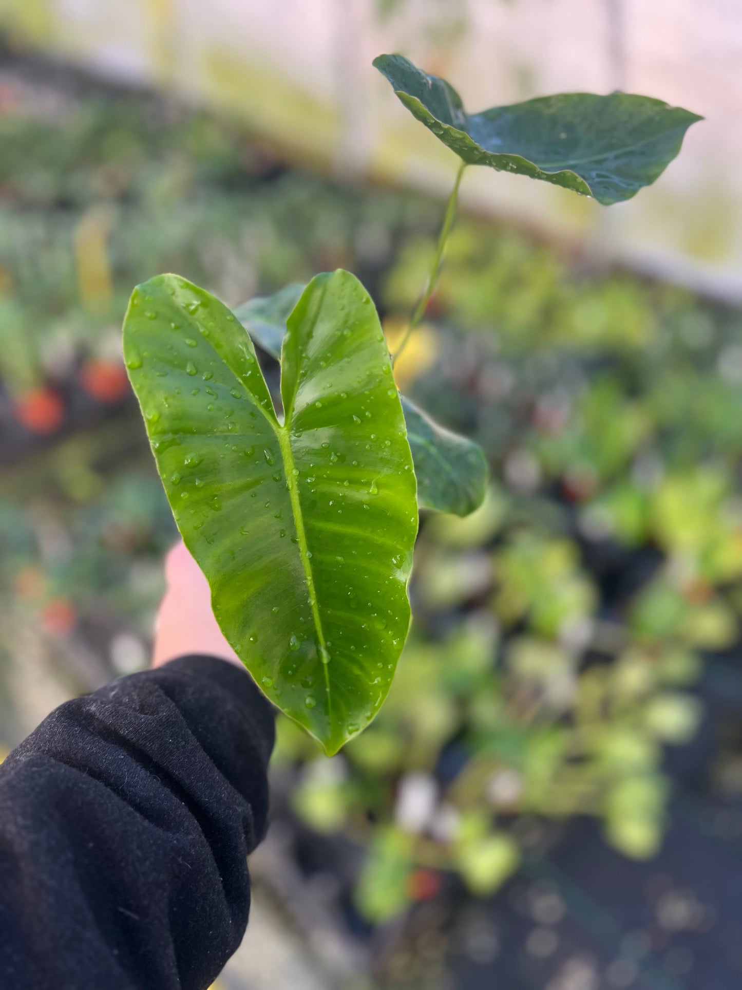 4" Philodendron Burle Marx