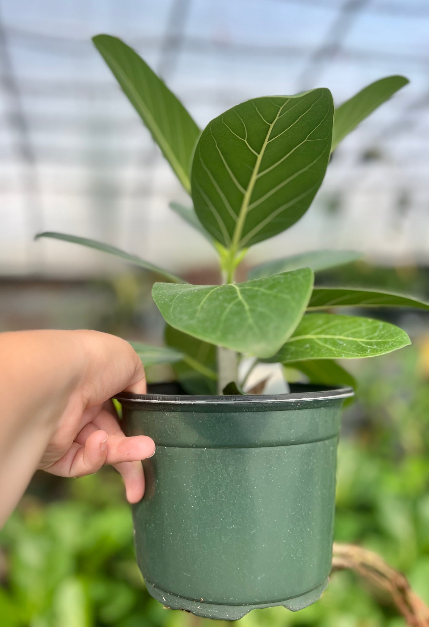 6" Ficus Audrey