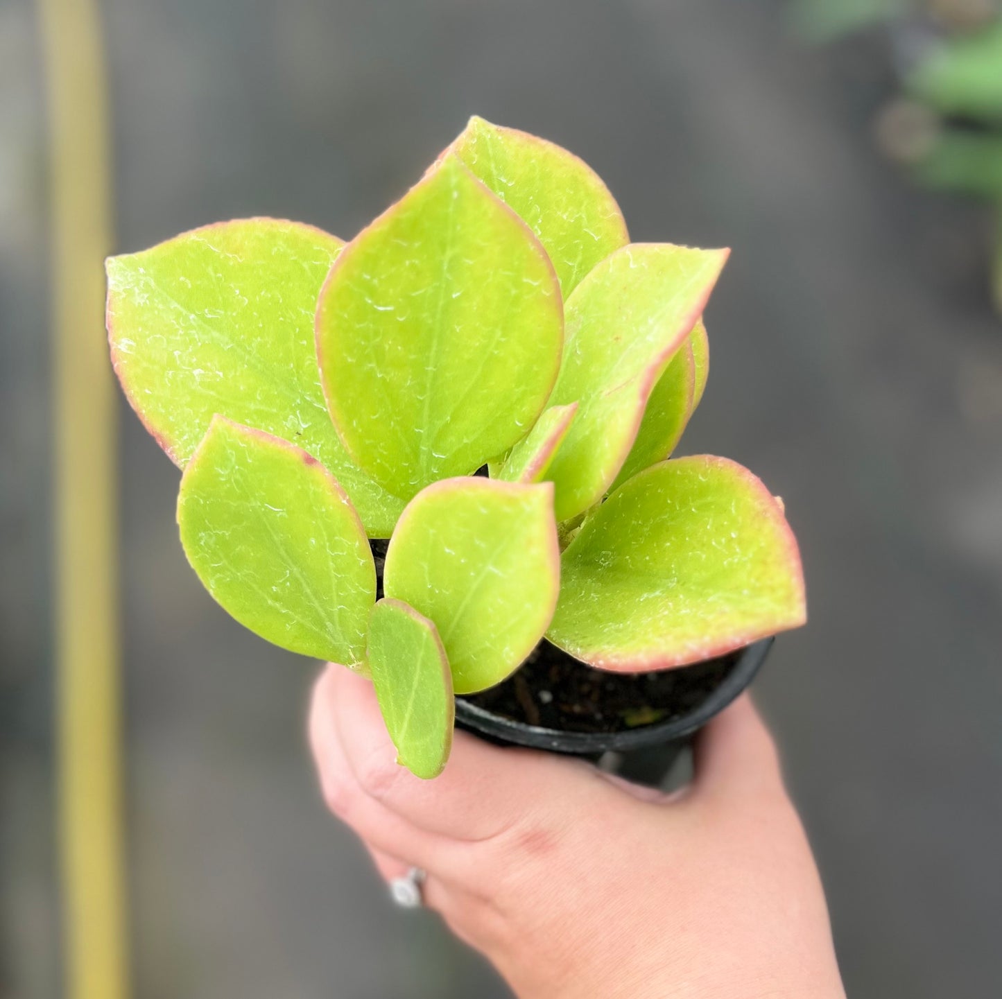 4" Hoya Pachyolada