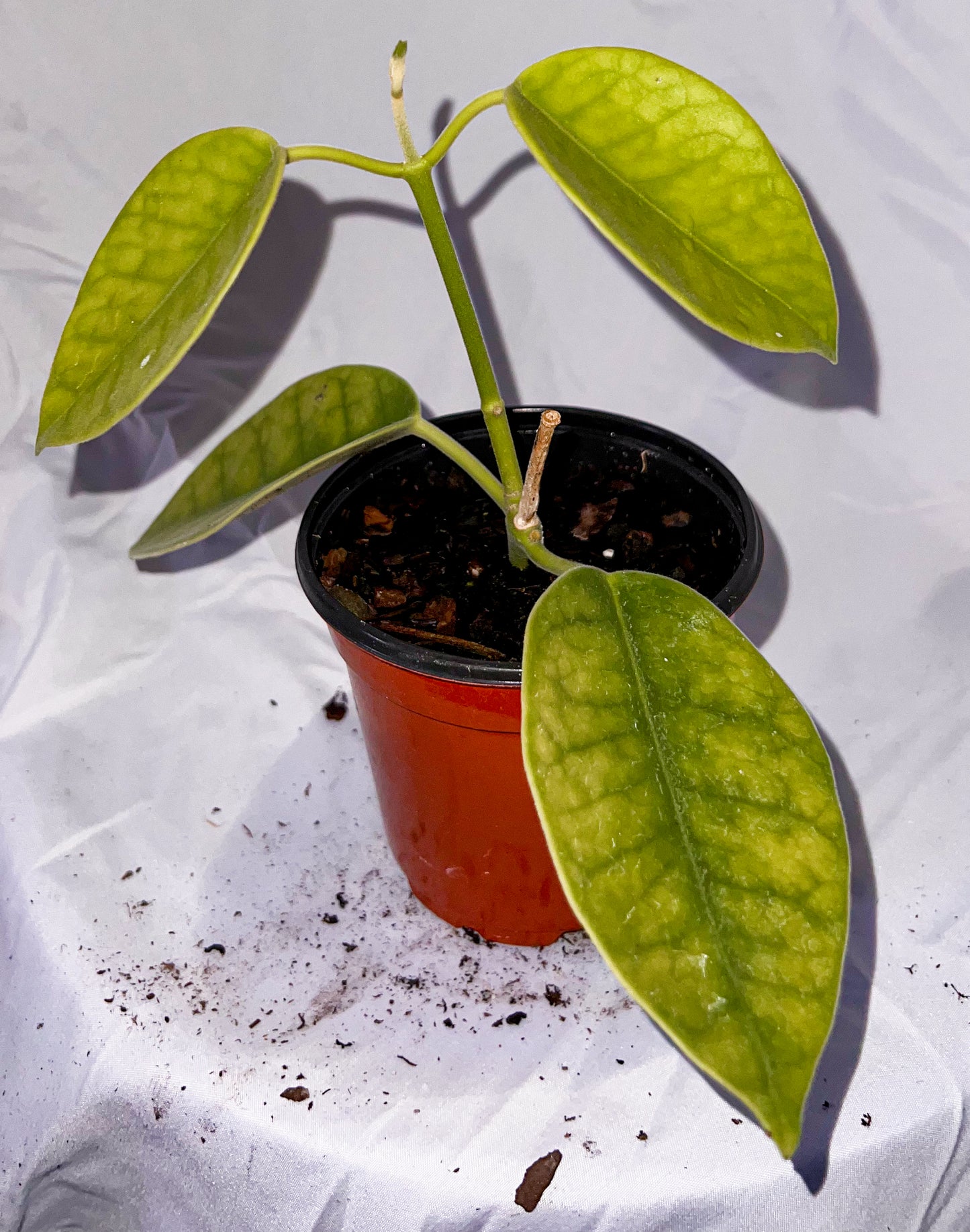 4" Hoya Lauterbachii