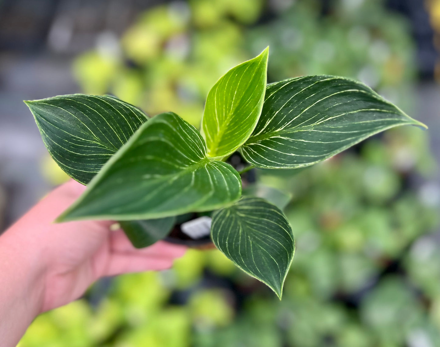 4" Philodendron Birkin
