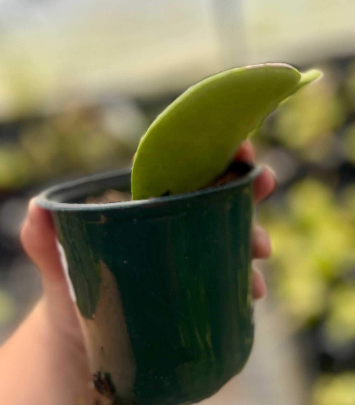 4" Hoya Heart Leaf (single)