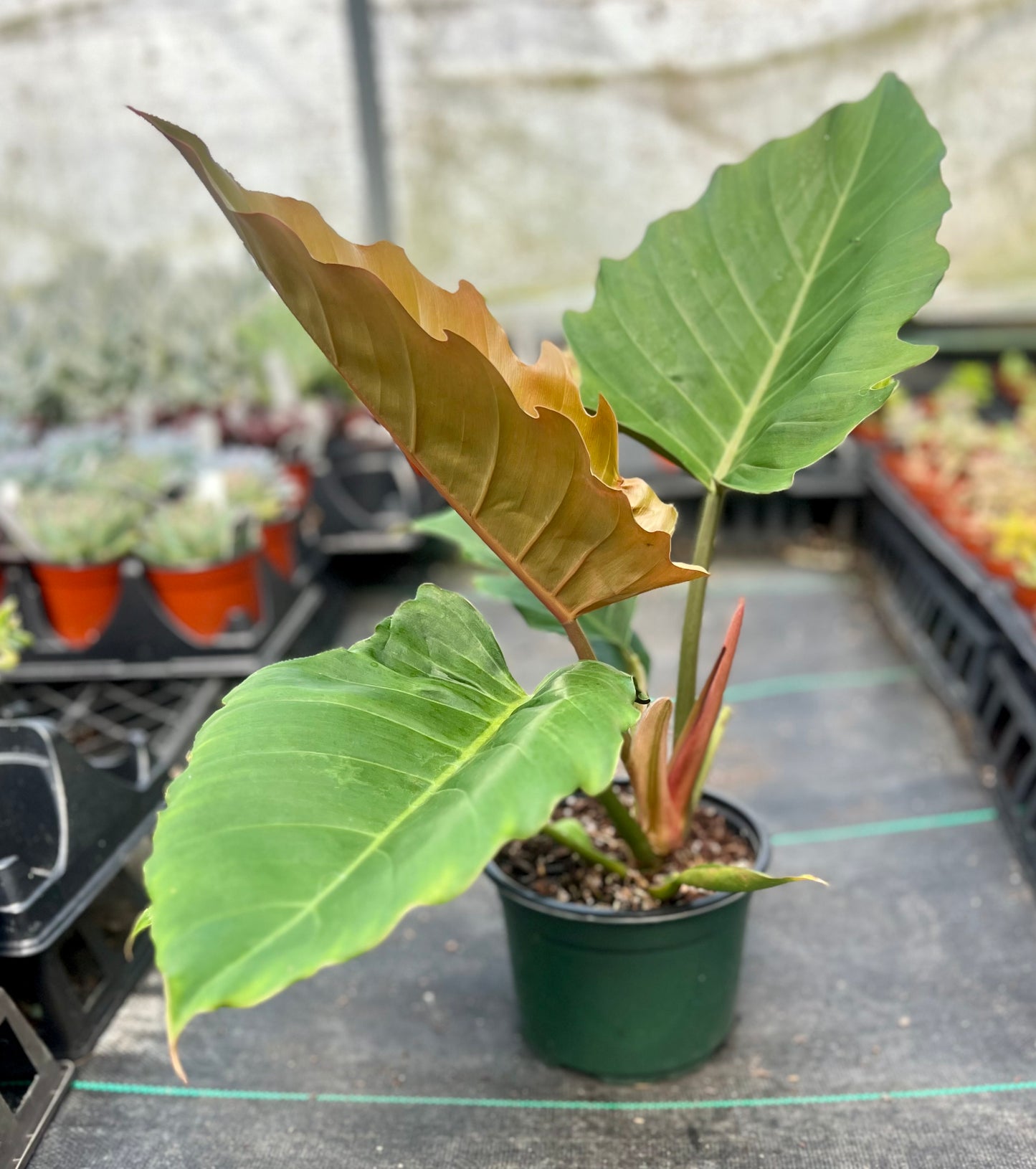 6" Philodendron Pluto