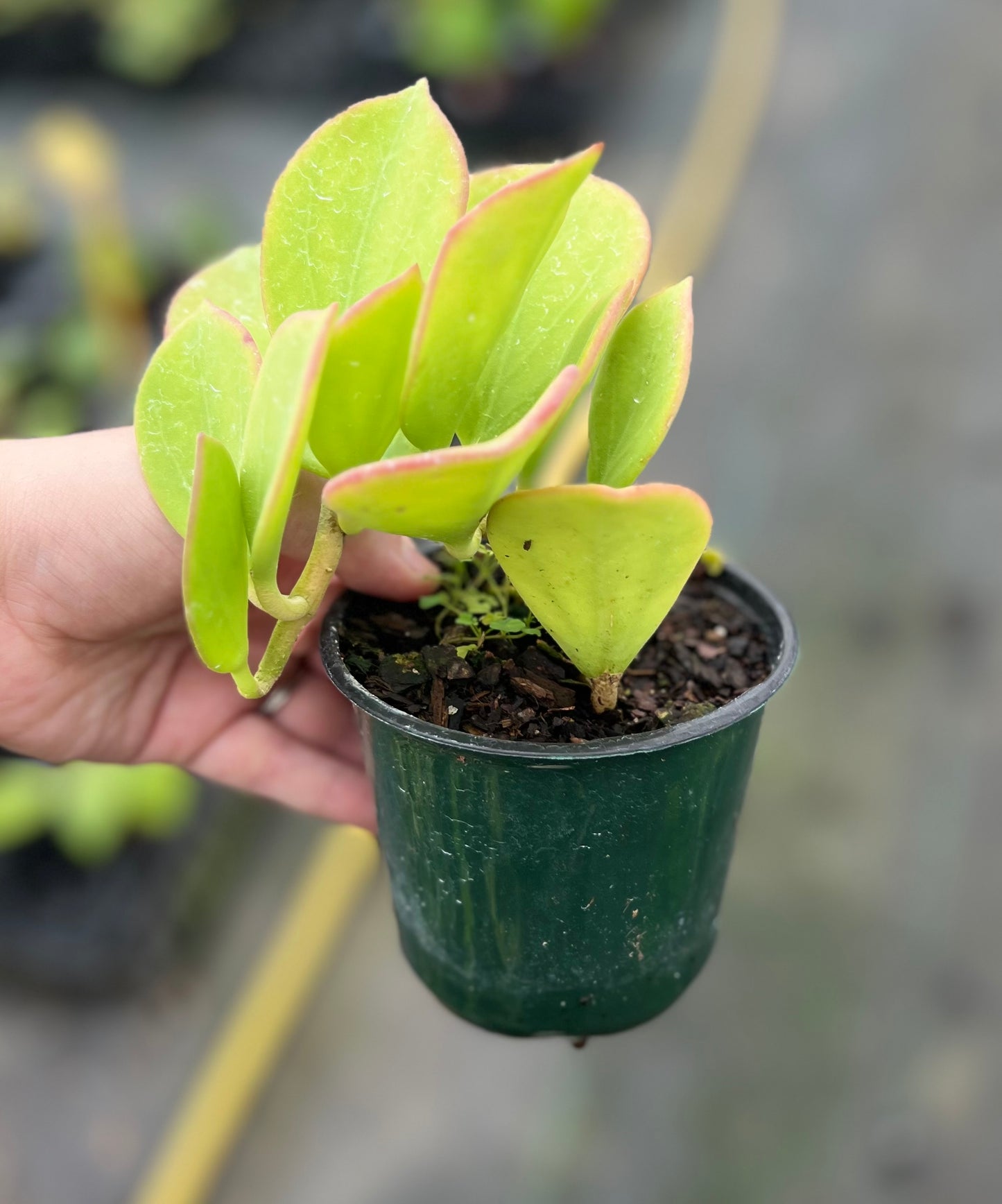 4" Hoya Pachyolada