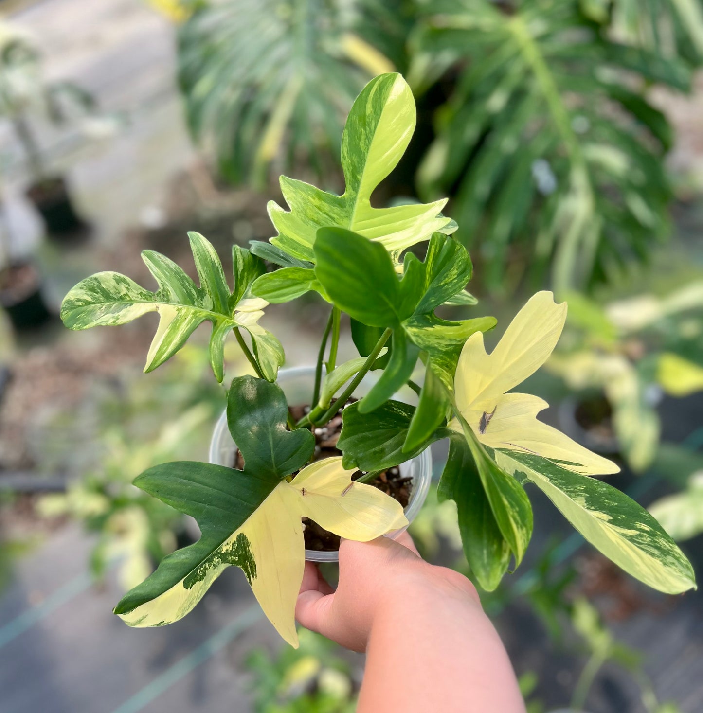 6" Philodendron Pedatum Variegated