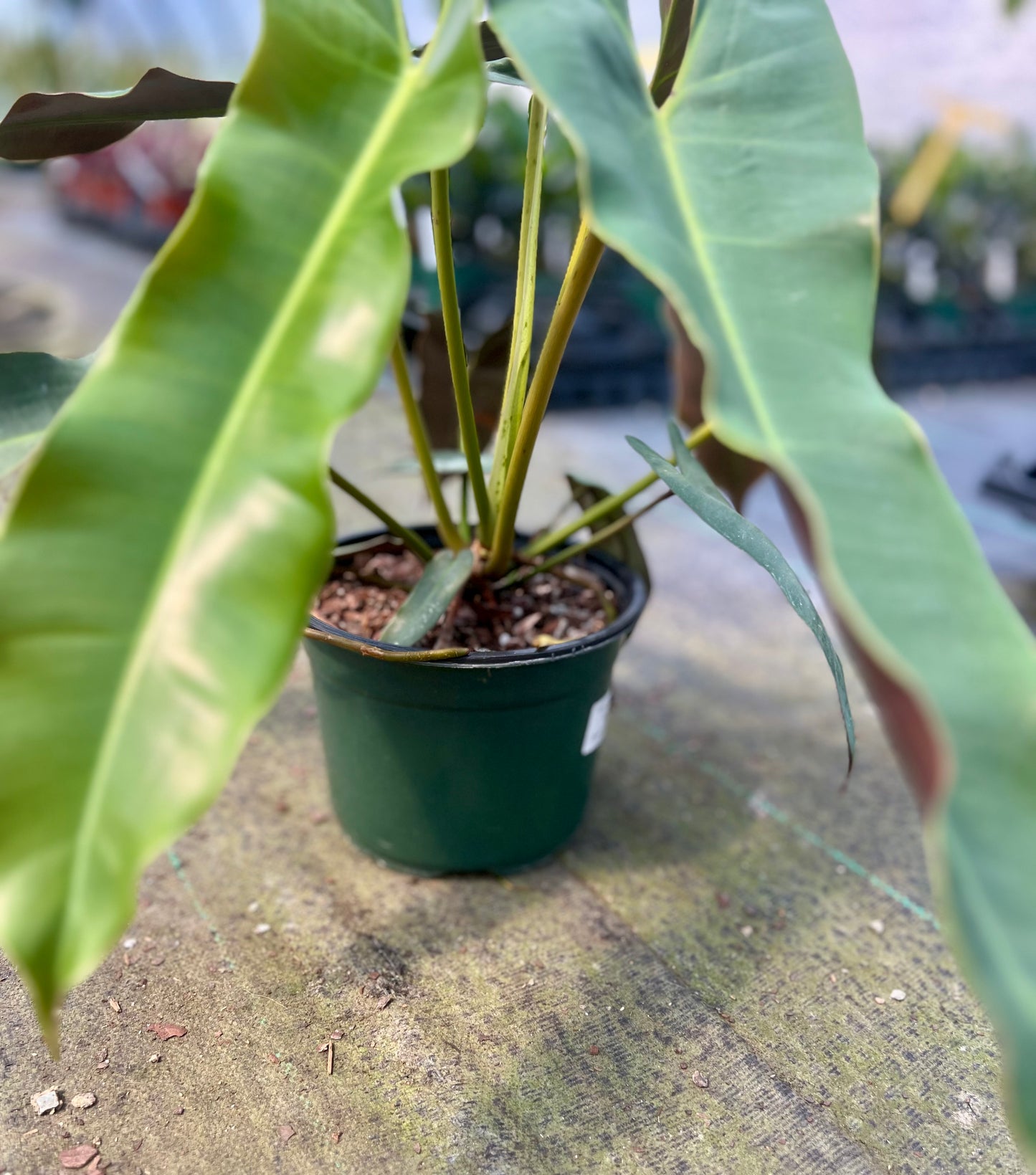 6" Philodendron Atabapoense