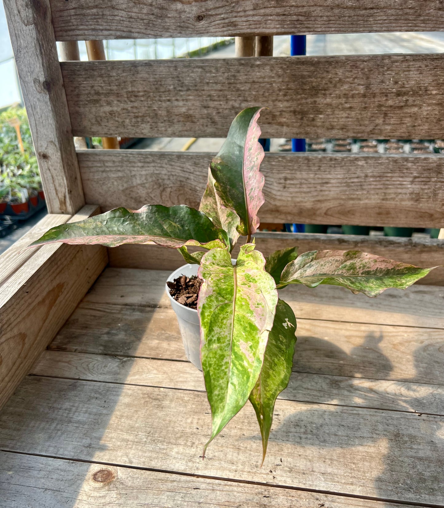 4" Anthurium Renaissance Variegated