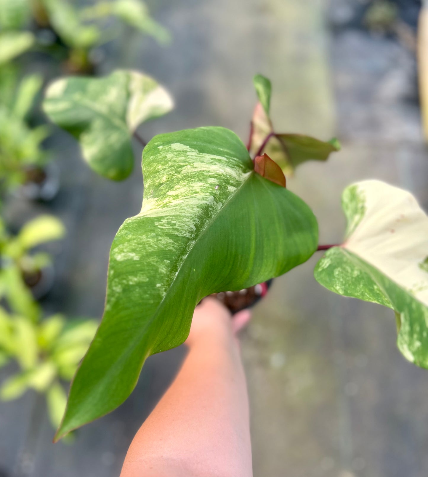 6" Philodendron Strawberry Shake
