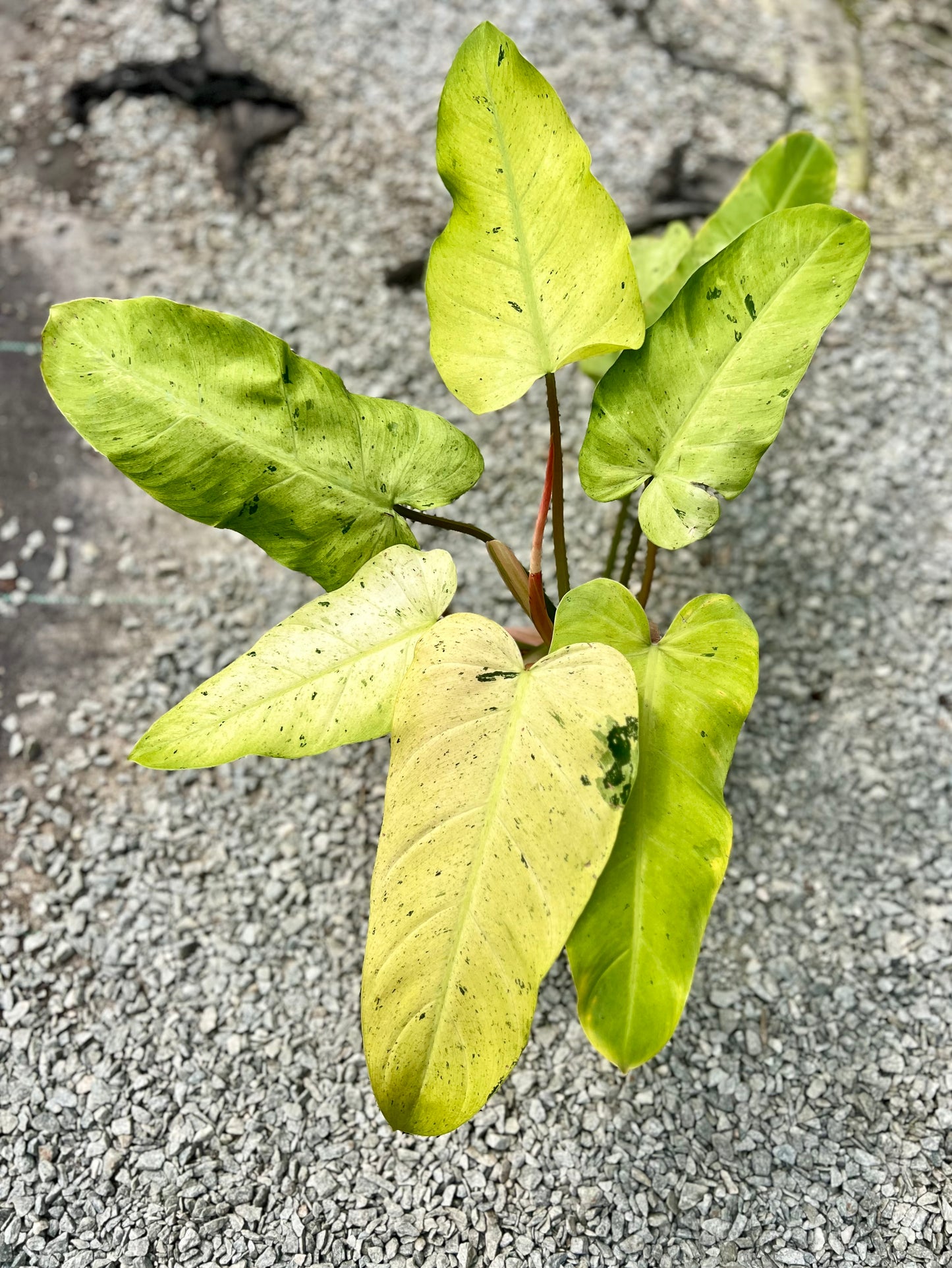 6" Philodendron Whipple Way