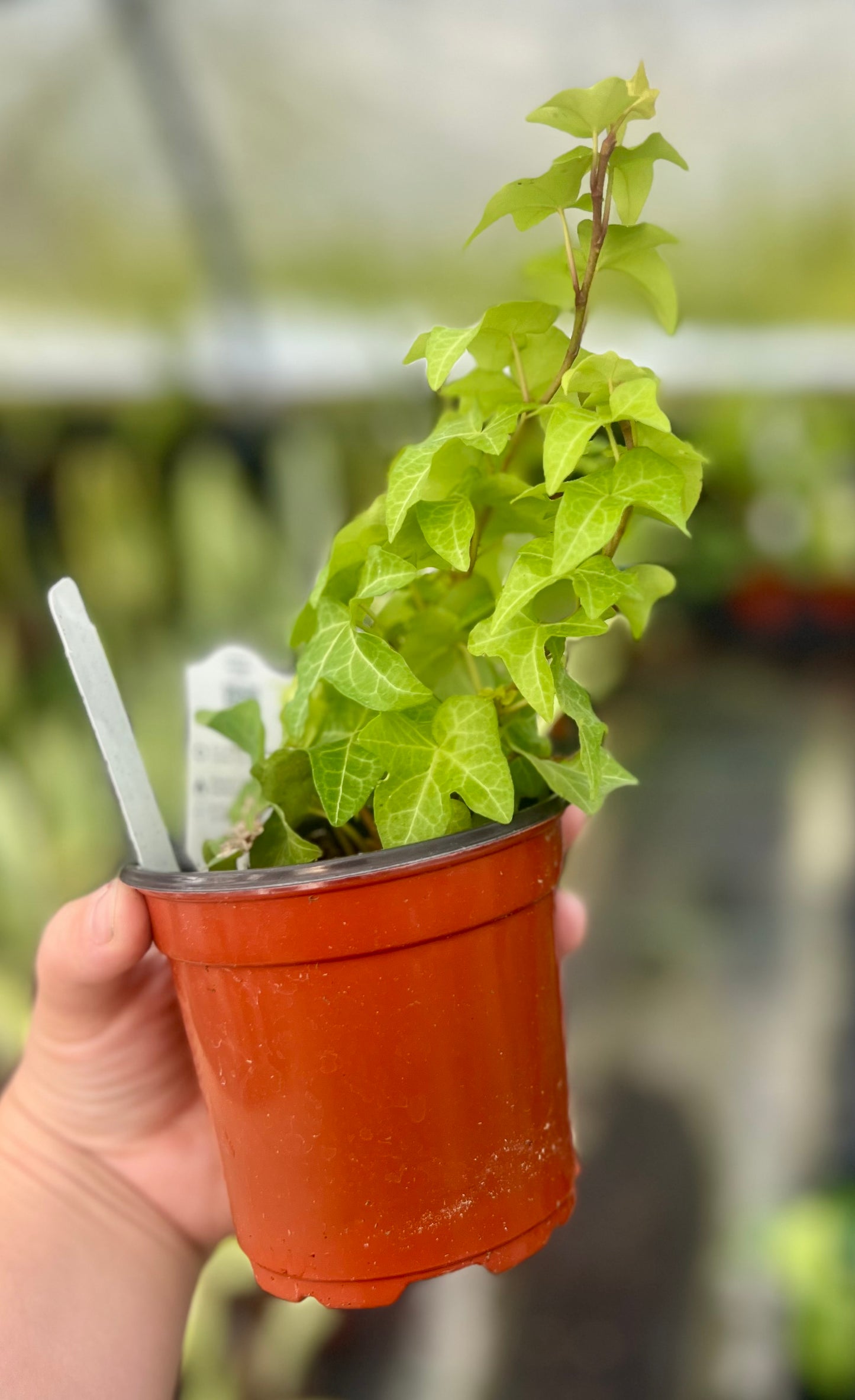 4" Yellow Ripple "Ivy"