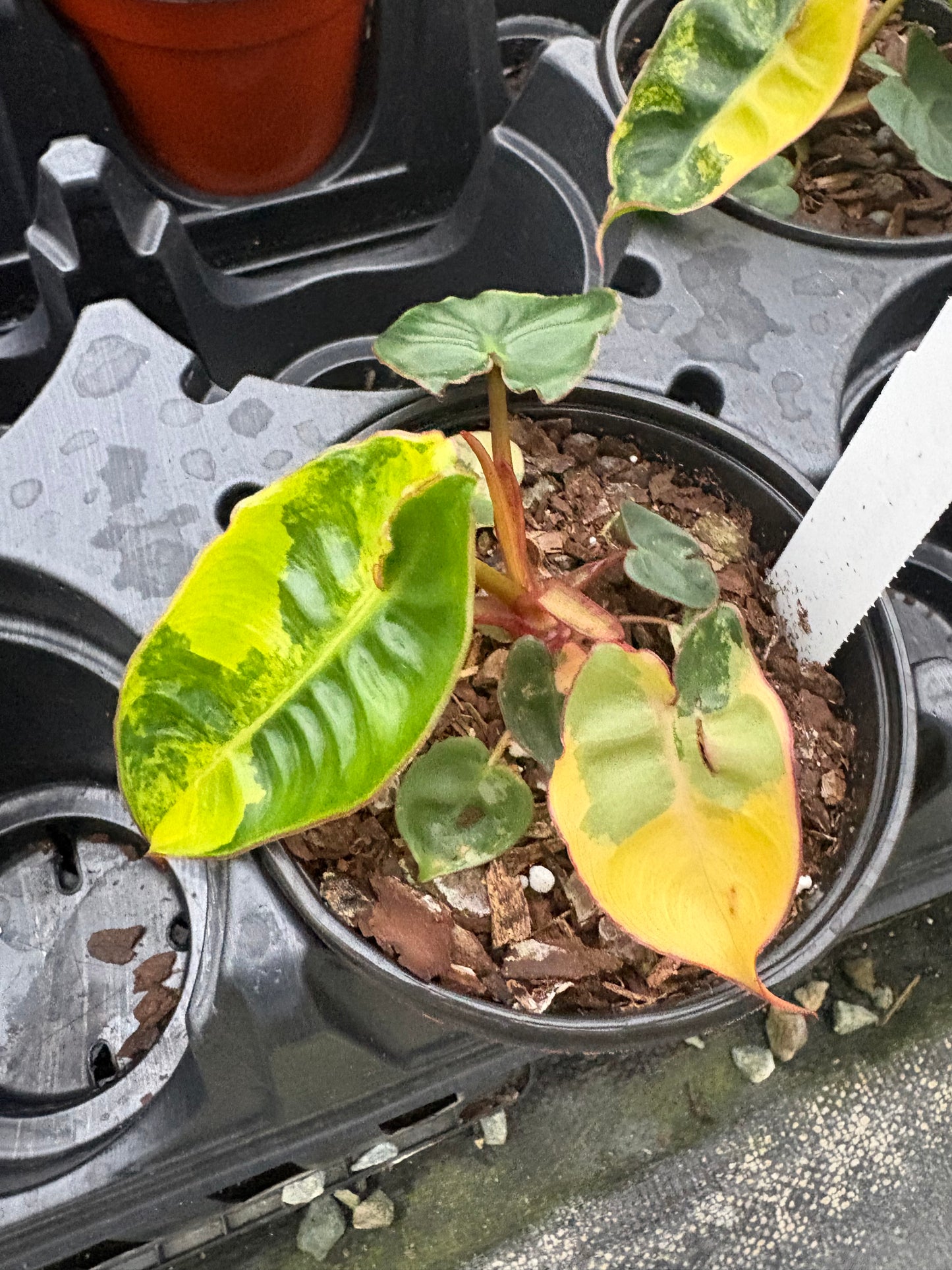 4" Philodendron Variegated Billietiae