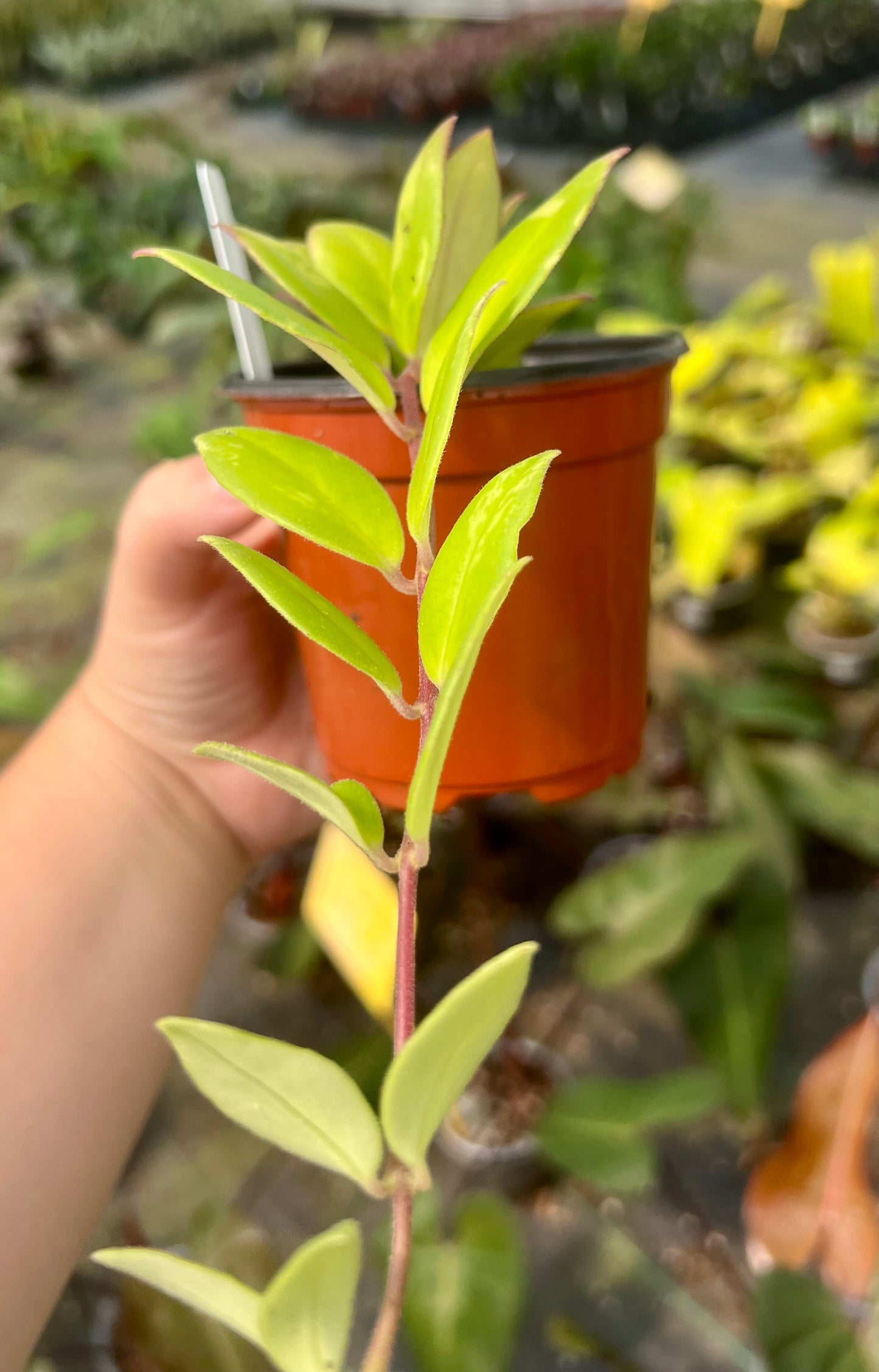 4" Lipstick Variegated