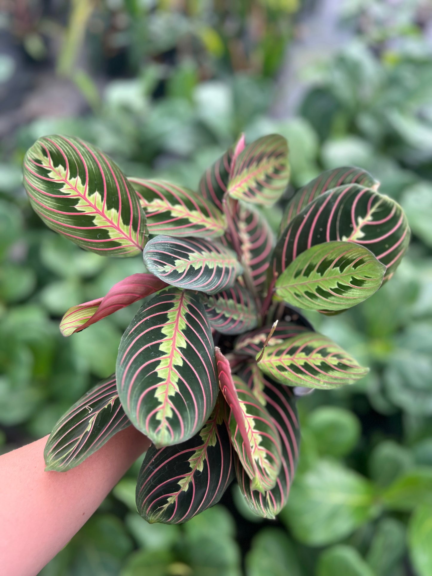 4" Maranta Red - Prayer Plant