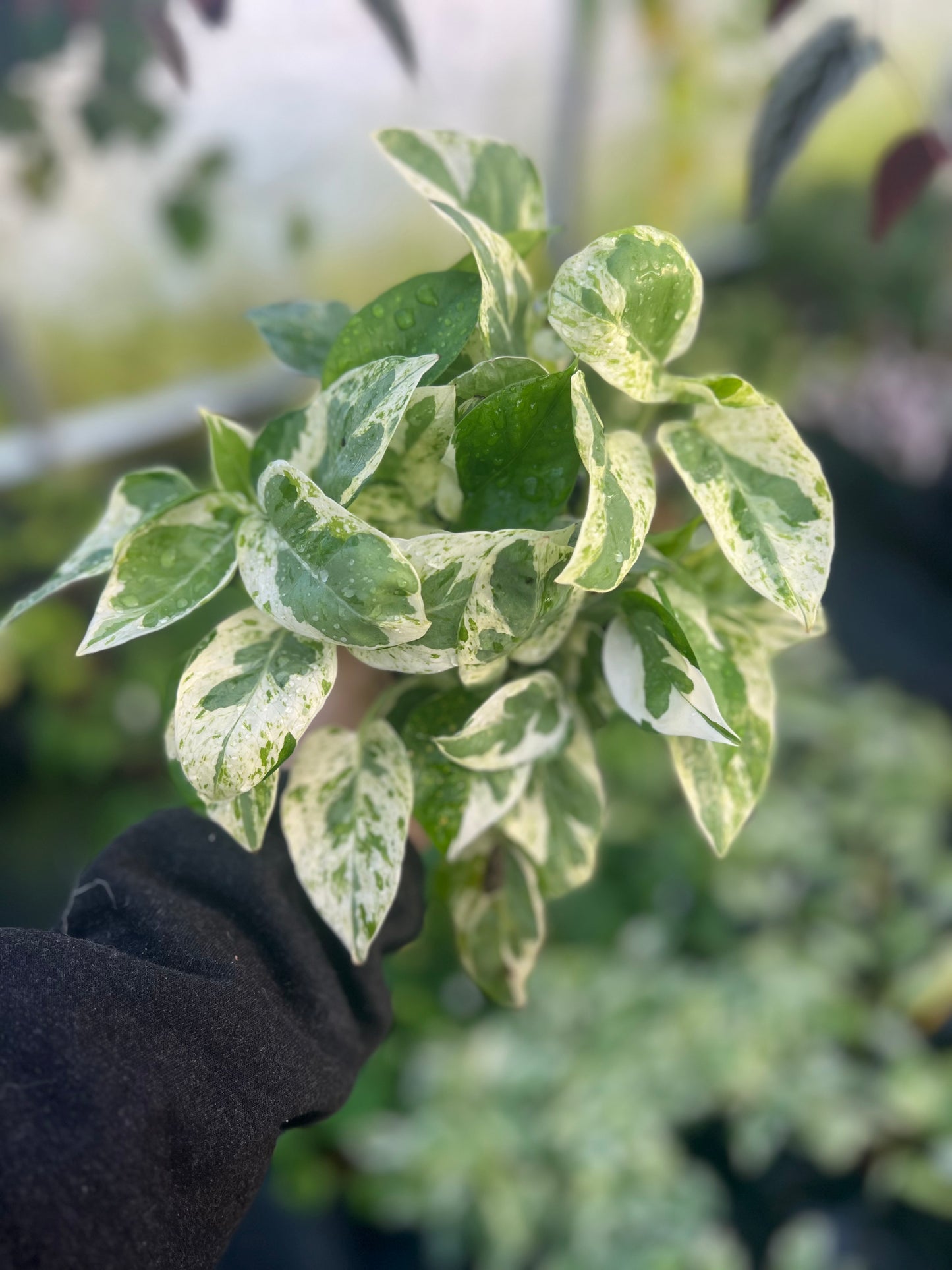 Pothos Pearls and Jade