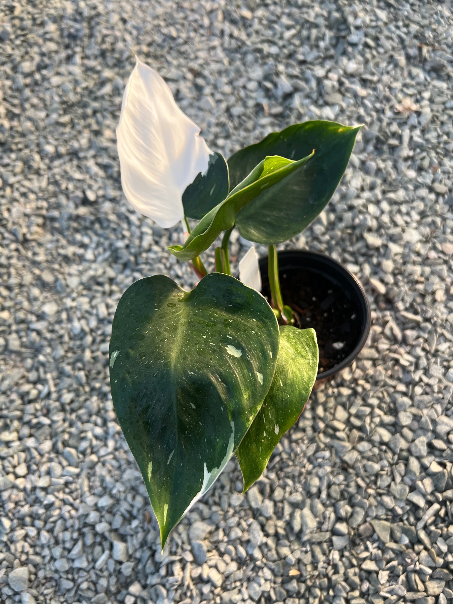 4" Philodendron White Princess