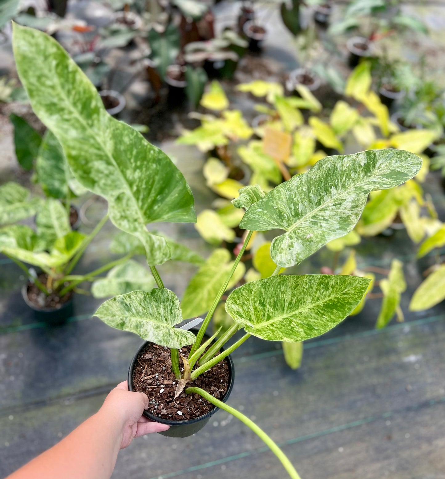 6" Philodendron Gigantium Marble Variegated