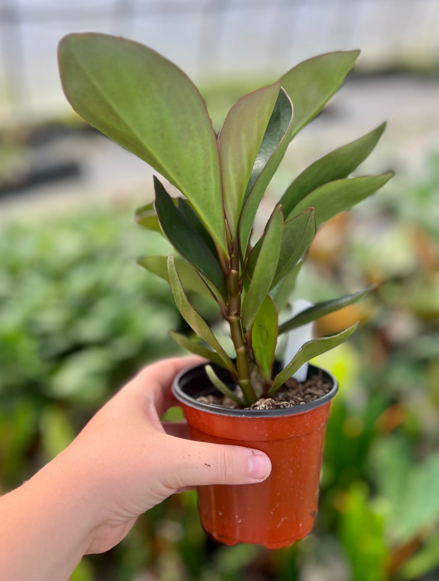 4" Peperomia Red Edge