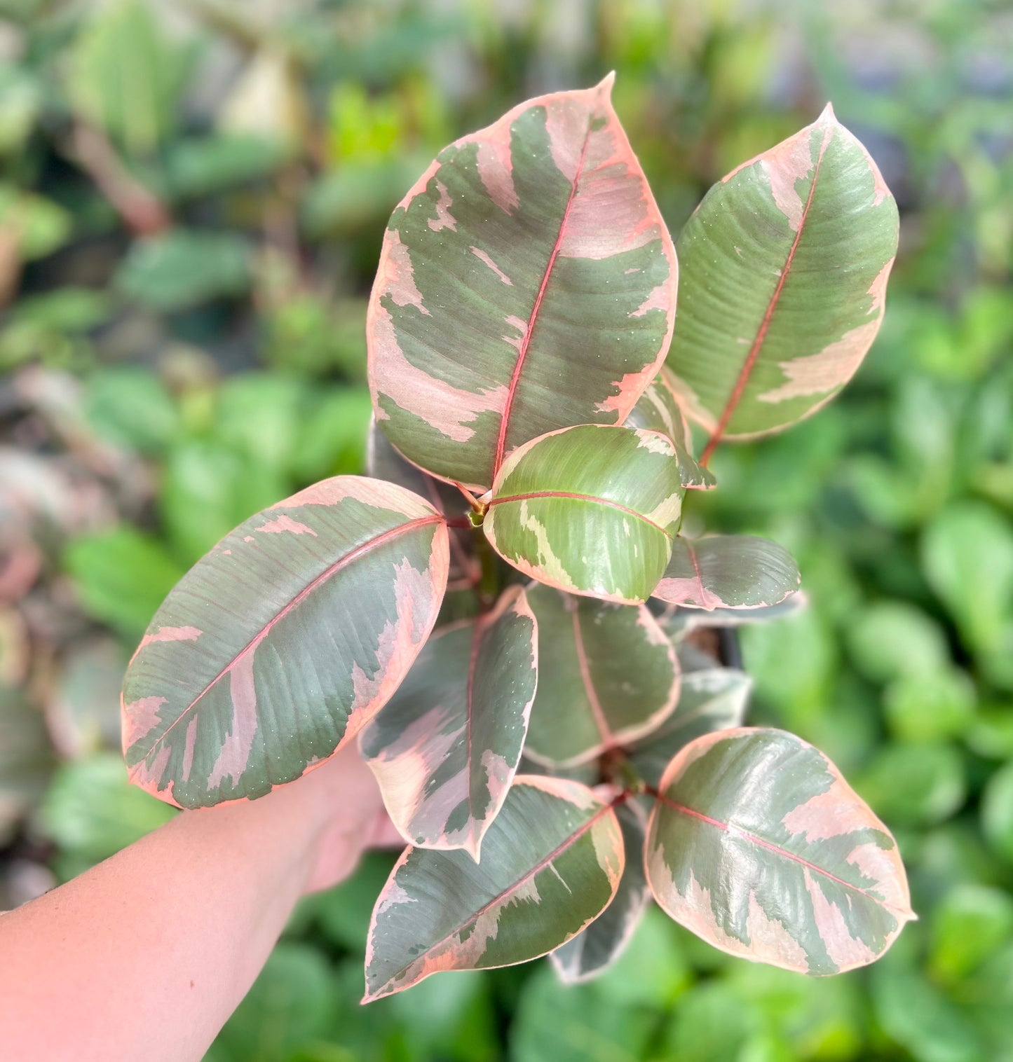 6" Ficus Ruby