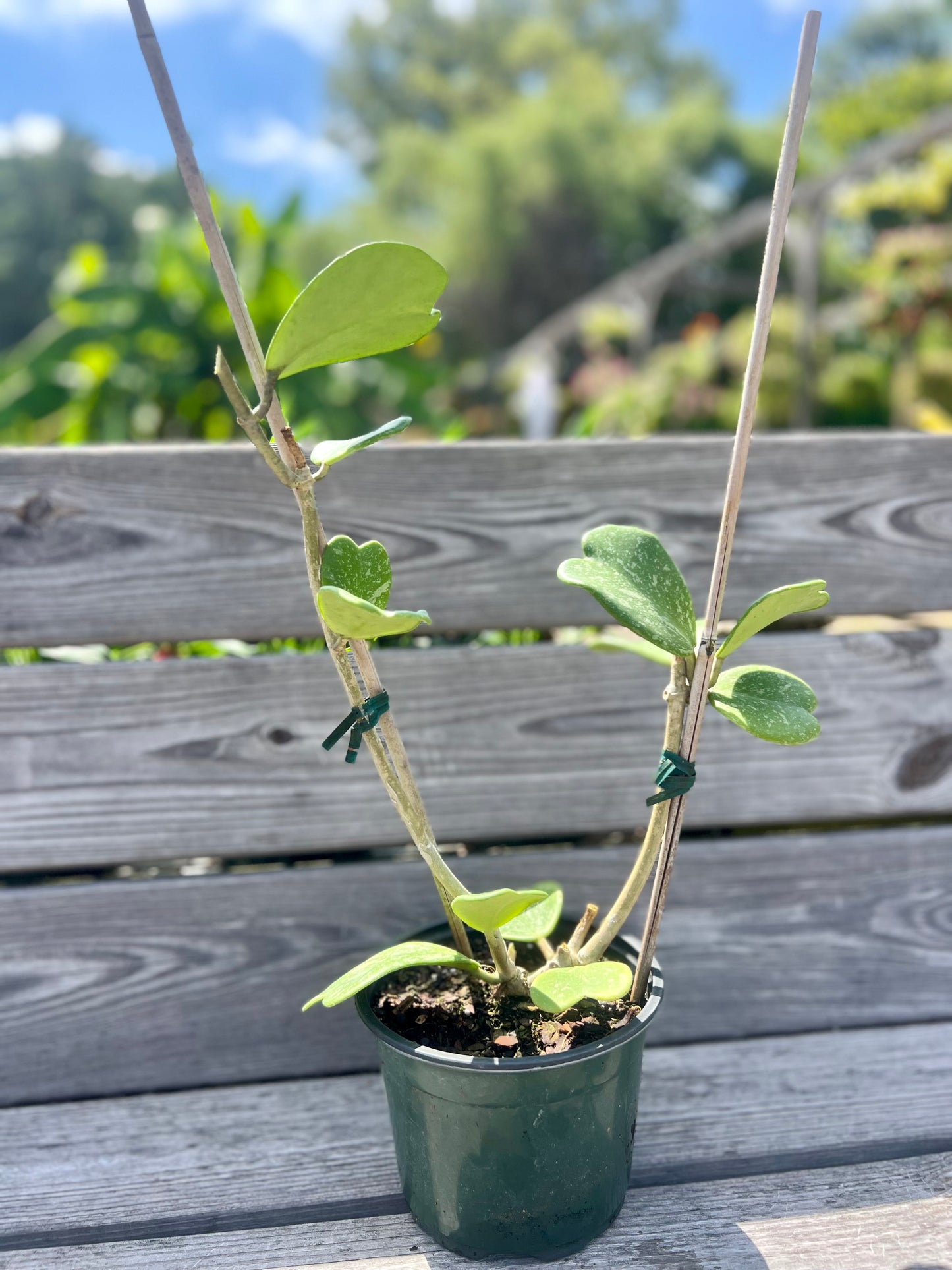 6" Hoya Kerrii Splash
