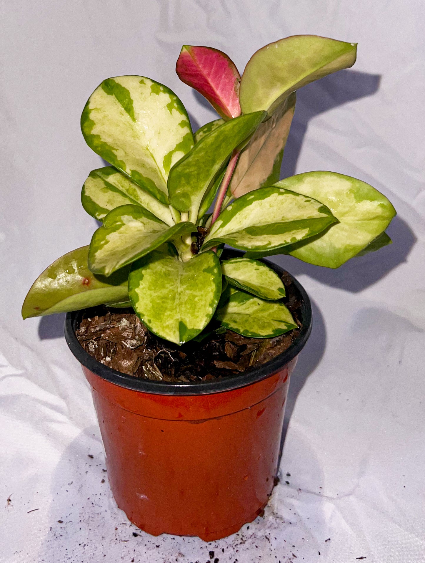 4" Hoya Australis Lisa