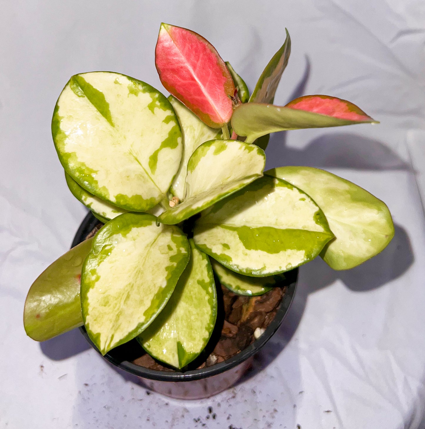 4" Hoya Australis Lisa