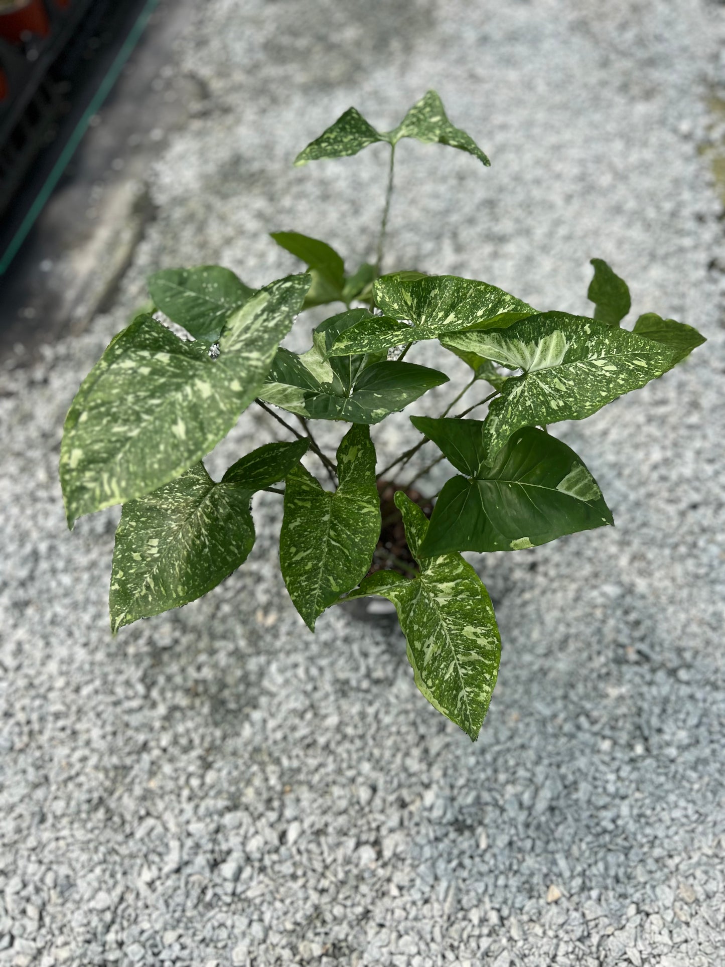 6" Syngonium Panda